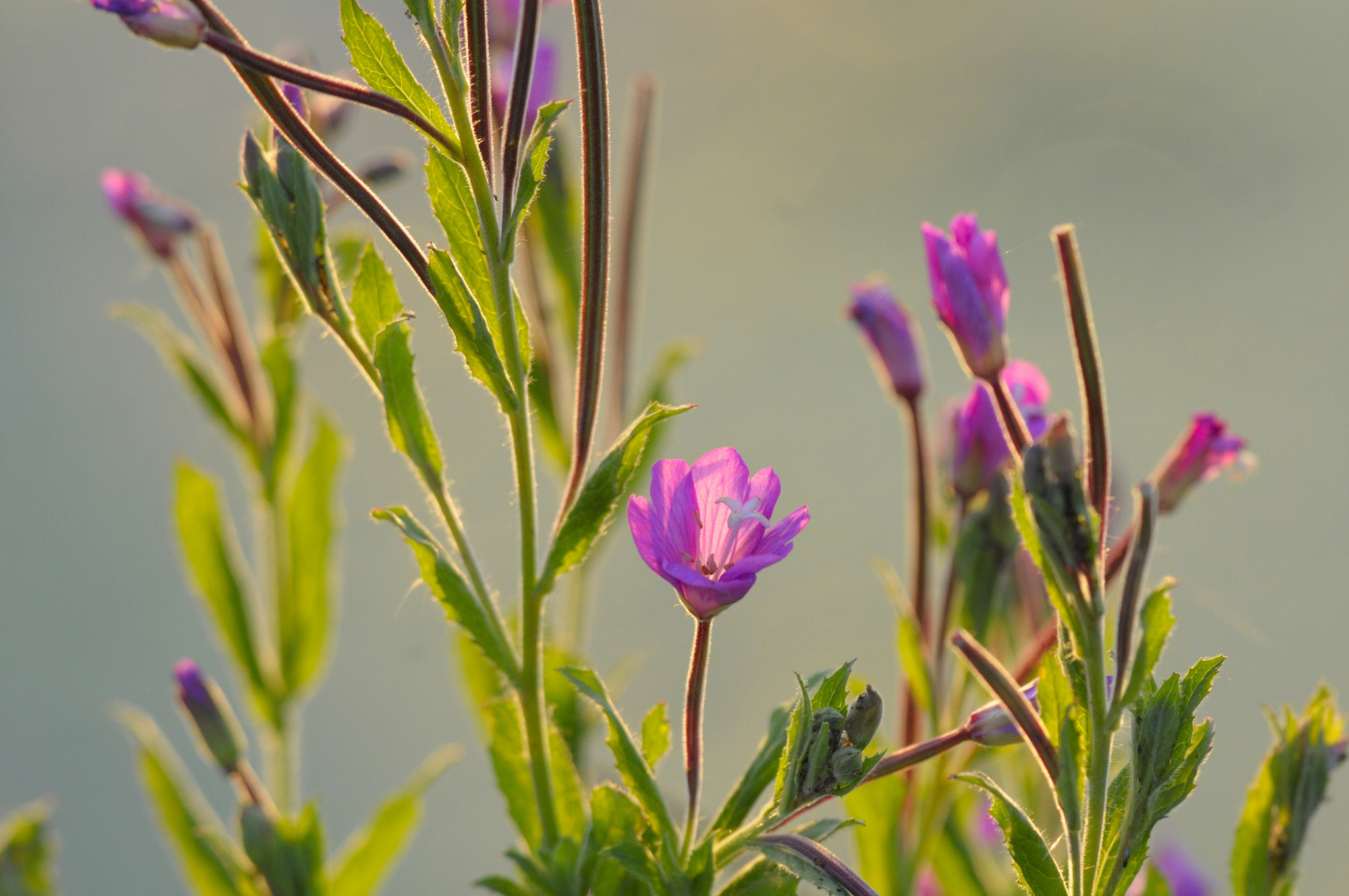 Téléchargez gratuitement l'image Fleurs, Fleur, Terre/nature sur le bureau de votre PC