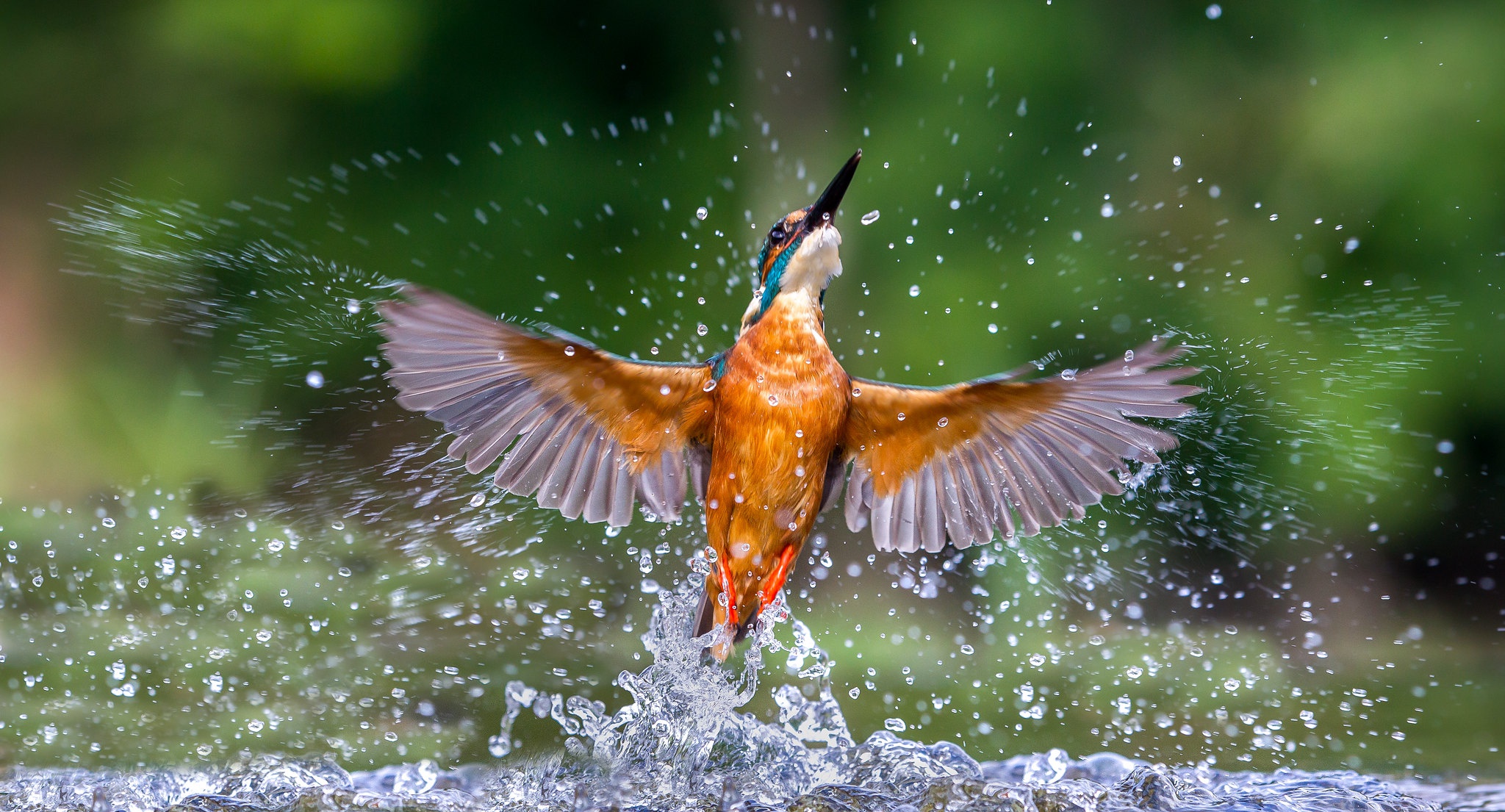 Free download wallpaper Birds, Bird, Splash, Animal, Kingfisher on your PC desktop