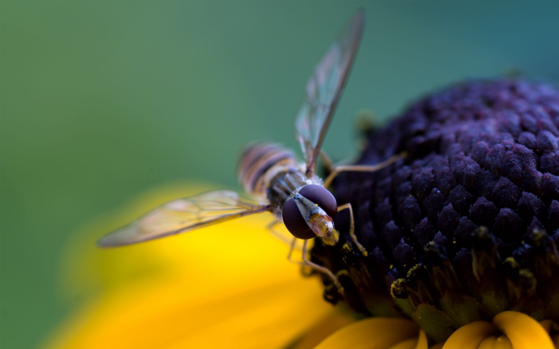 Скачать обои бесплатно Опыление, Лепестки, Пчела, Макро, Цветок картинка на рабочий стол ПК