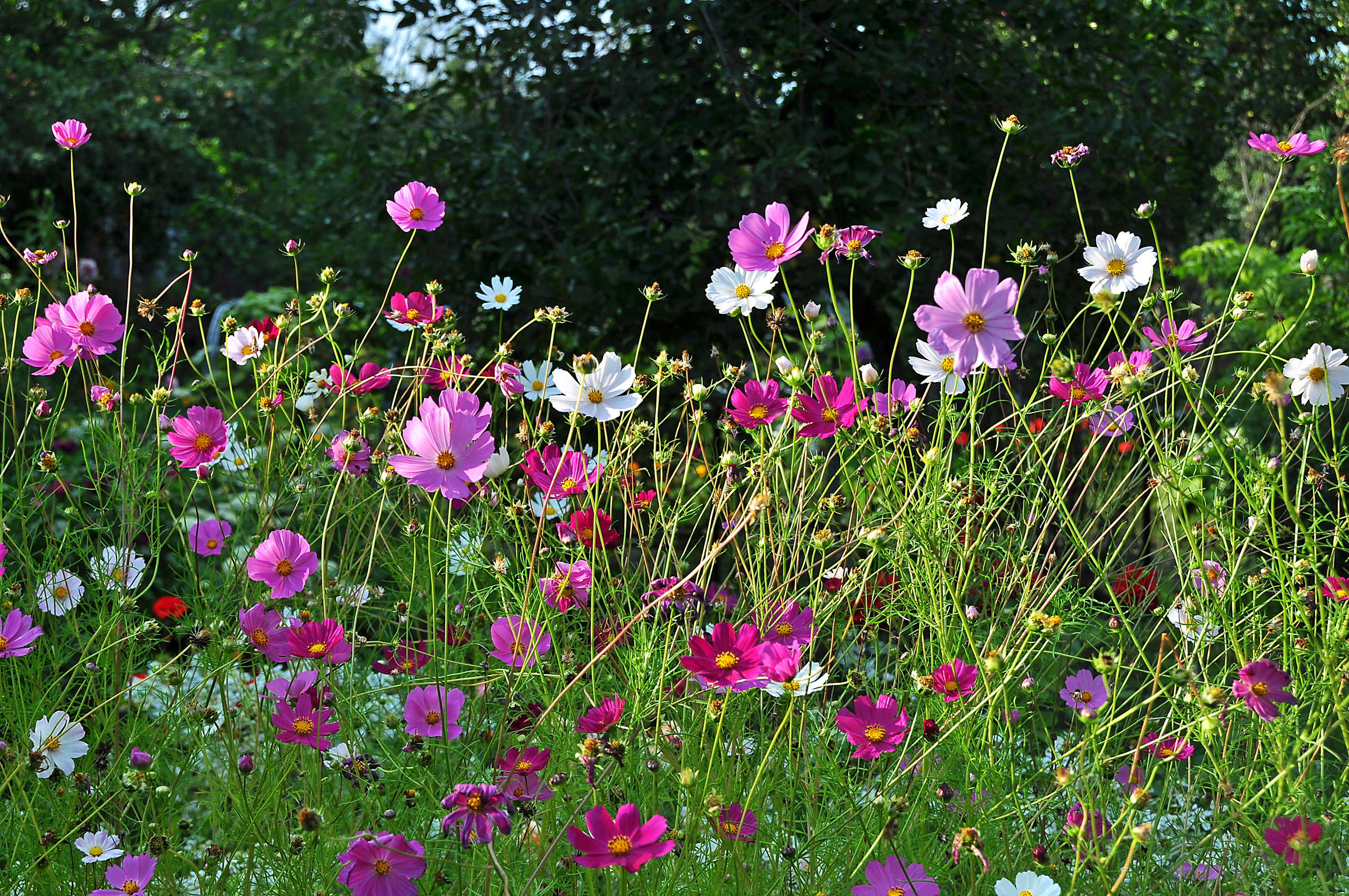 Free download wallpaper Flowers, Flower, Earth, Field, Cosmos, White Flower, Pink Flower on your PC desktop