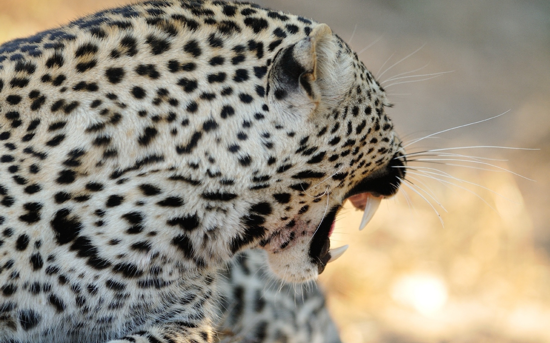 Handy-Wallpaper Leopard, Katzen, Tiere kostenlos herunterladen.