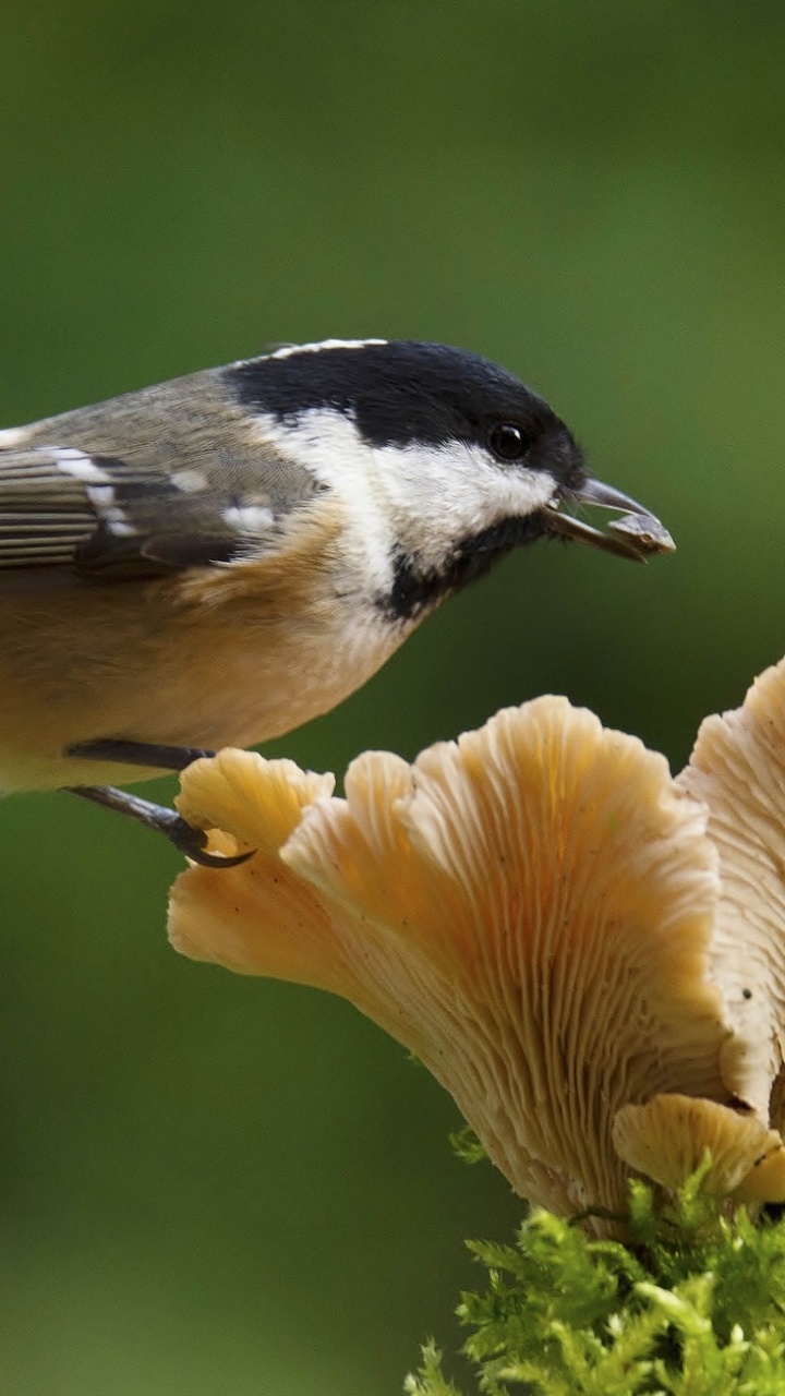 Handy-Wallpaper Tiere, Vögel, Makro, Vogel, Pilz kostenlos herunterladen.