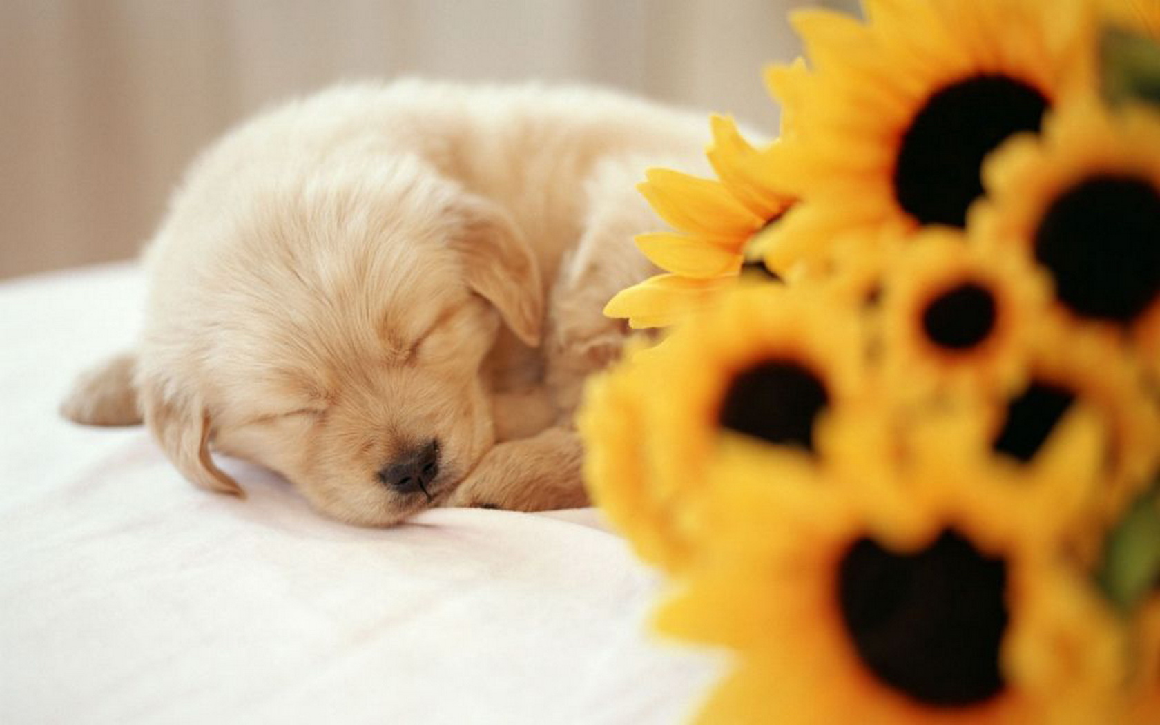 Download mobile wallpaper Animal, Puppy for free.