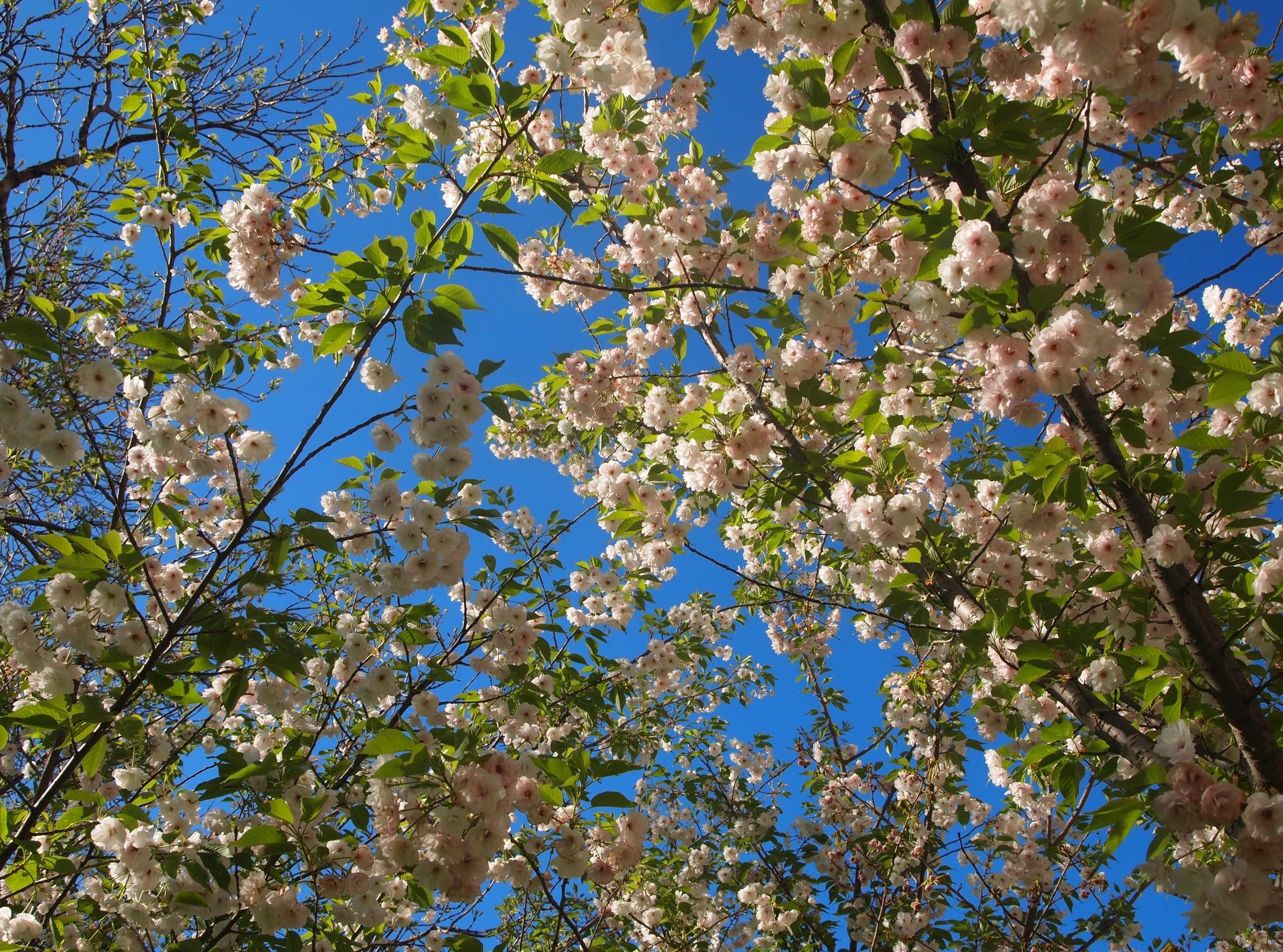 Завантажити шпалери безкоштовно Весна, Квіти, Небо, Гілки, Настрій, Відділень, Цвітіння картинка на робочий стіл ПК