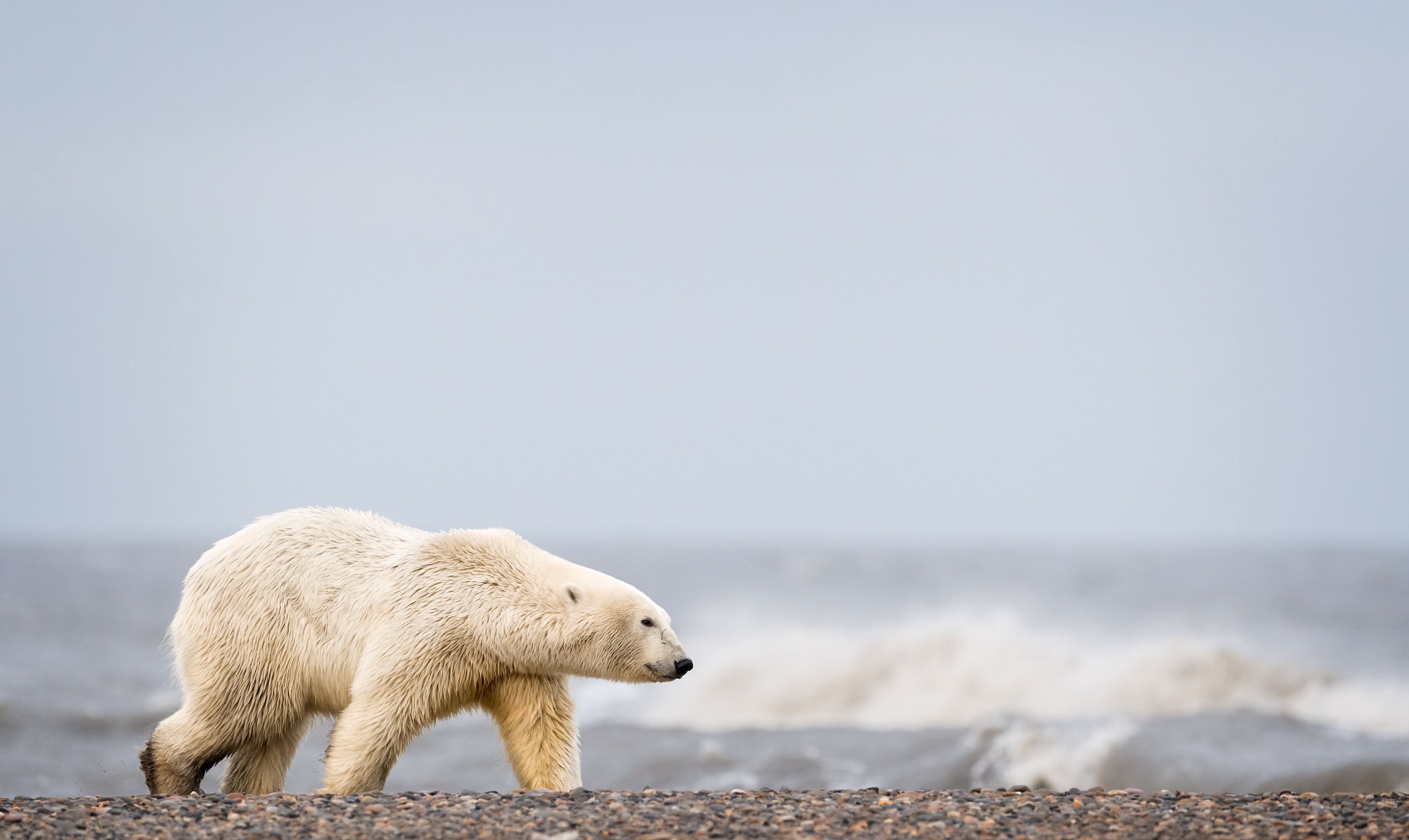Download mobile wallpaper Bears, Animal, Polar Bear, Depth Of Field for free.