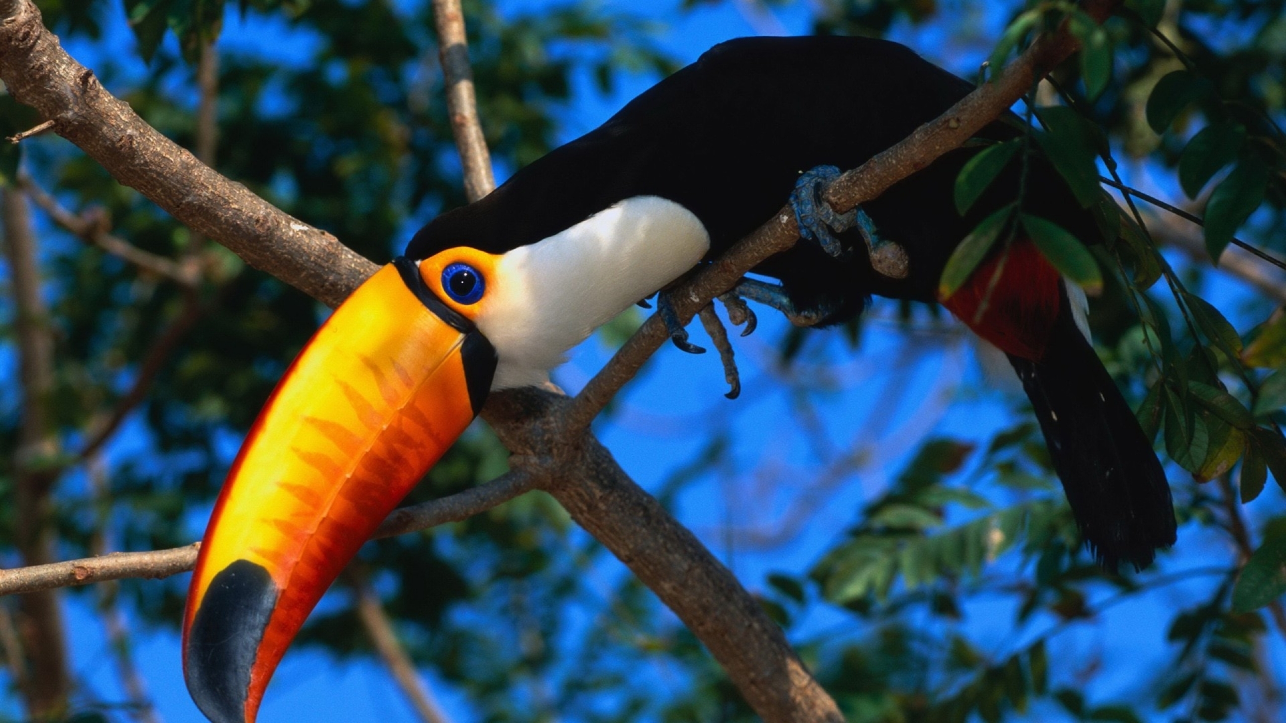 animal, toco toucan, bird