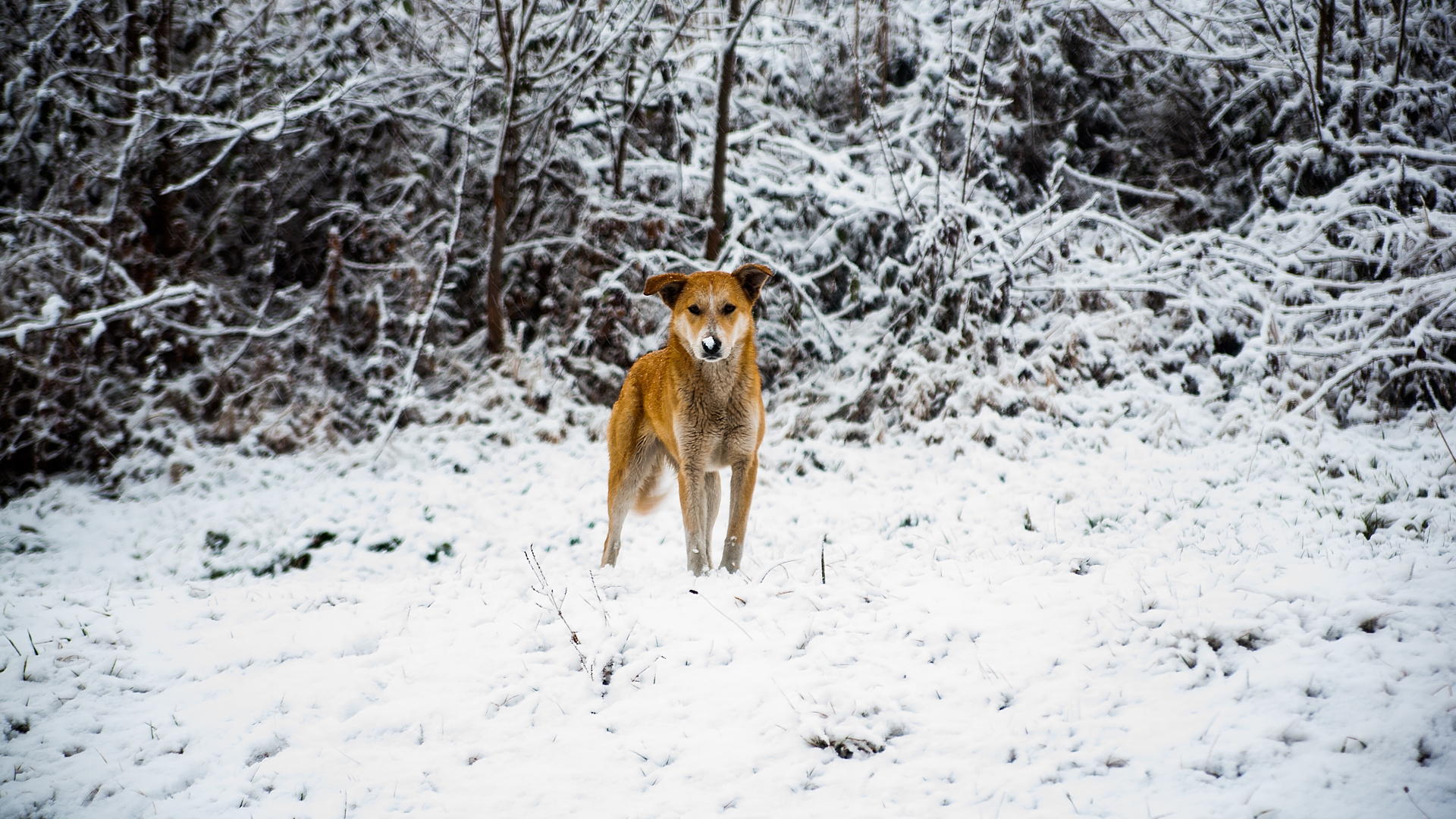 Download mobile wallpaper Winter, Dogs, Snow, Dog, Animal for free.