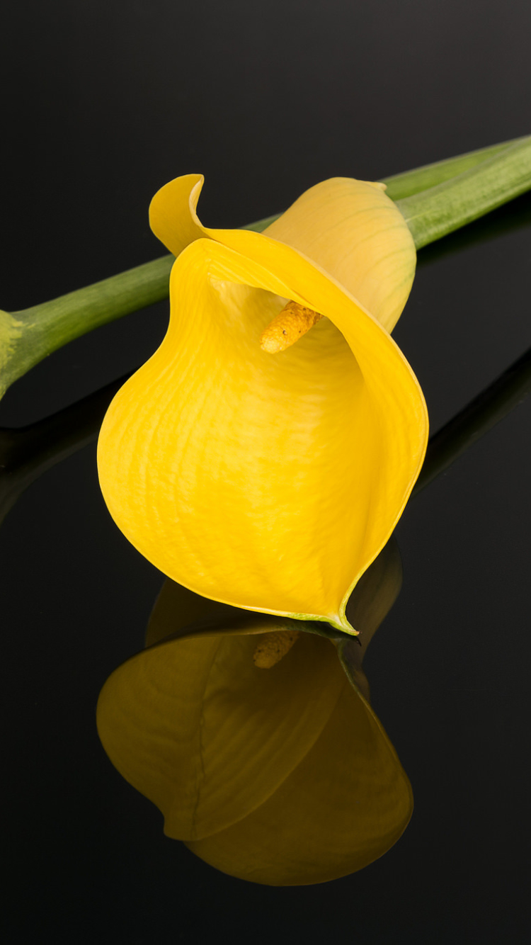Download mobile wallpaper Flowers, Reflection, Flower, Earth, Yellow Flower, Calla Lily for free.