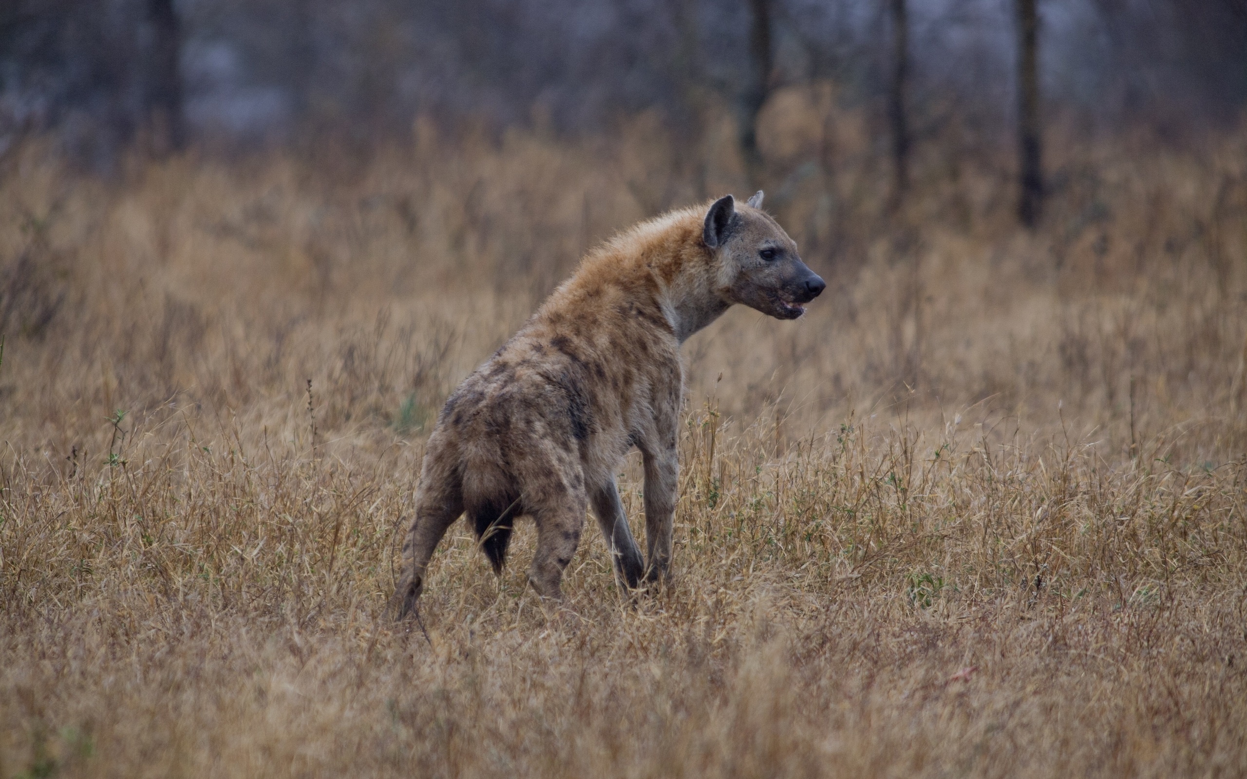602692 baixar papel de parede animais, hiena malhada - protetores de tela e imagens gratuitamente