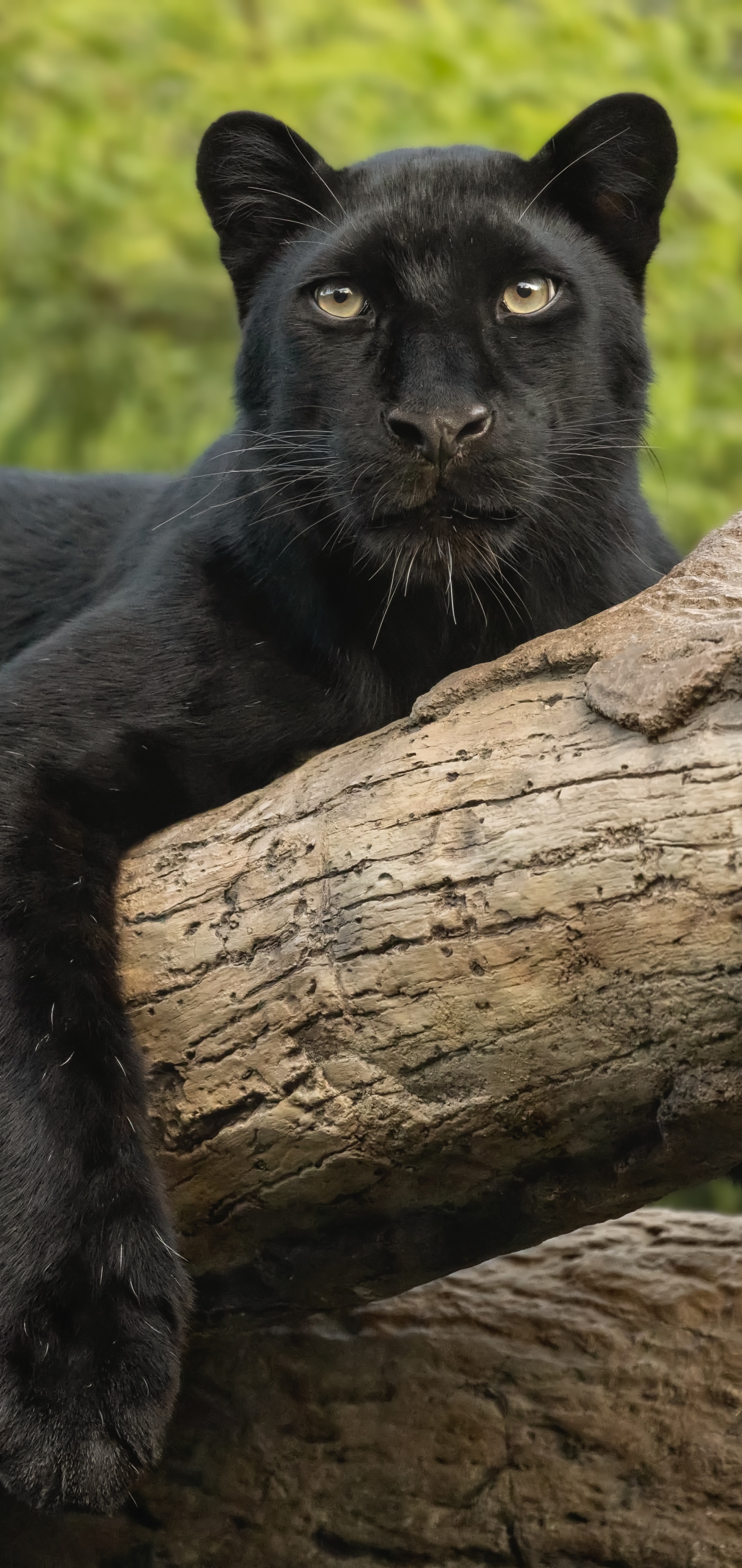 Завантажити шпалери безкоштовно Тварина, Коти, Чорна Пантера картинка на робочий стіл ПК