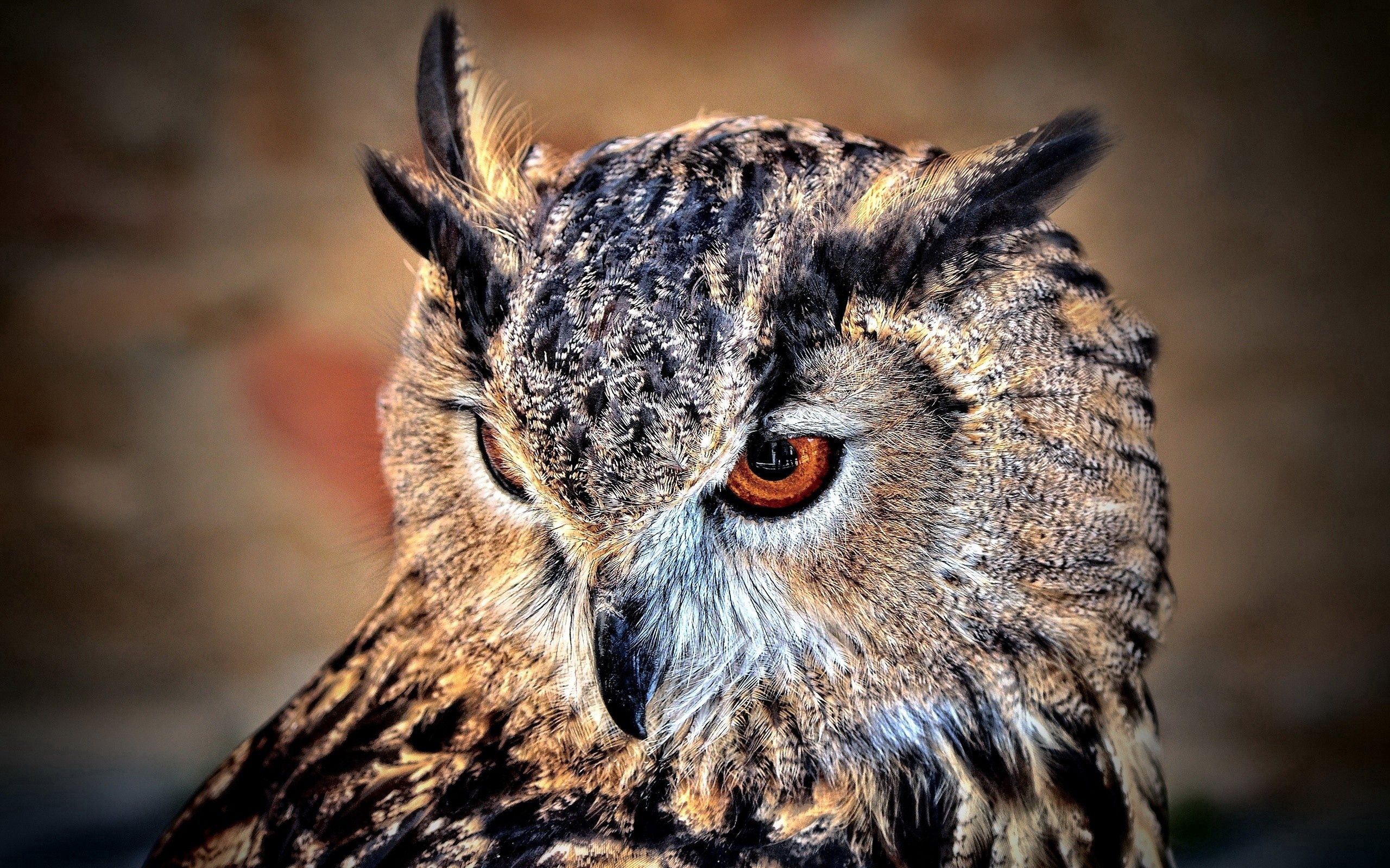 Free download wallpaper Opinion, Sight, Bird, Predator, Animals, Owl on your PC desktop