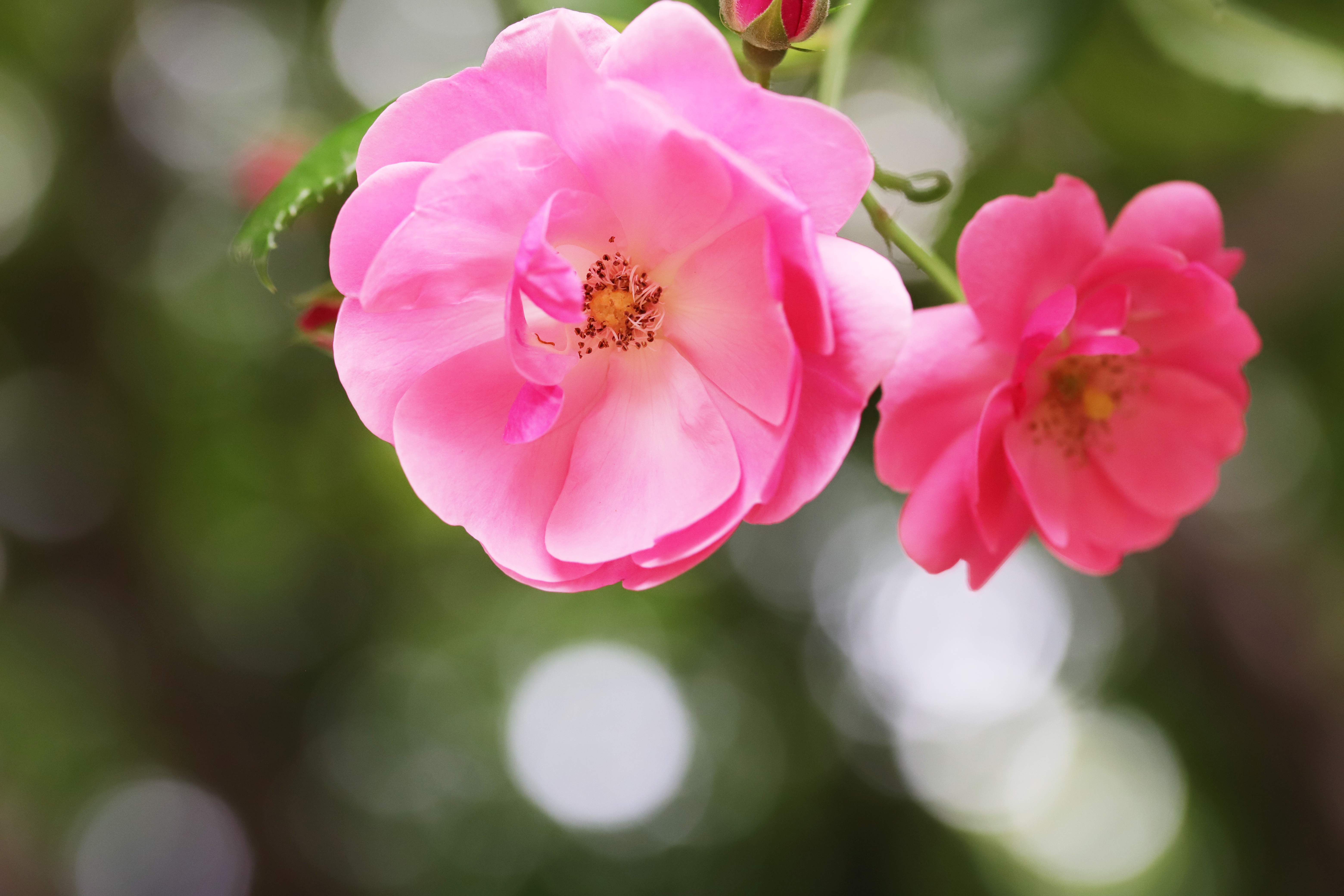 Download mobile wallpaper Rose, Earth, Pink Flower, Pink Rose for free.
