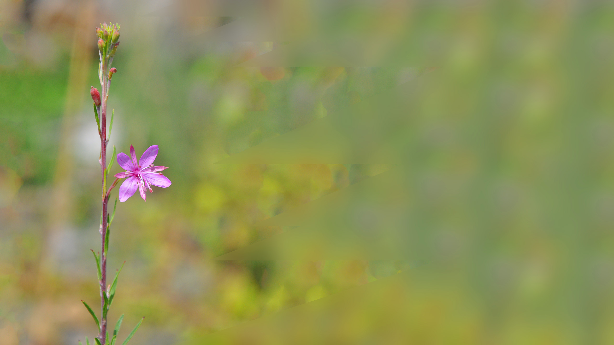 Handy-Wallpaper Blumen, Blume, Erde/natur kostenlos herunterladen.