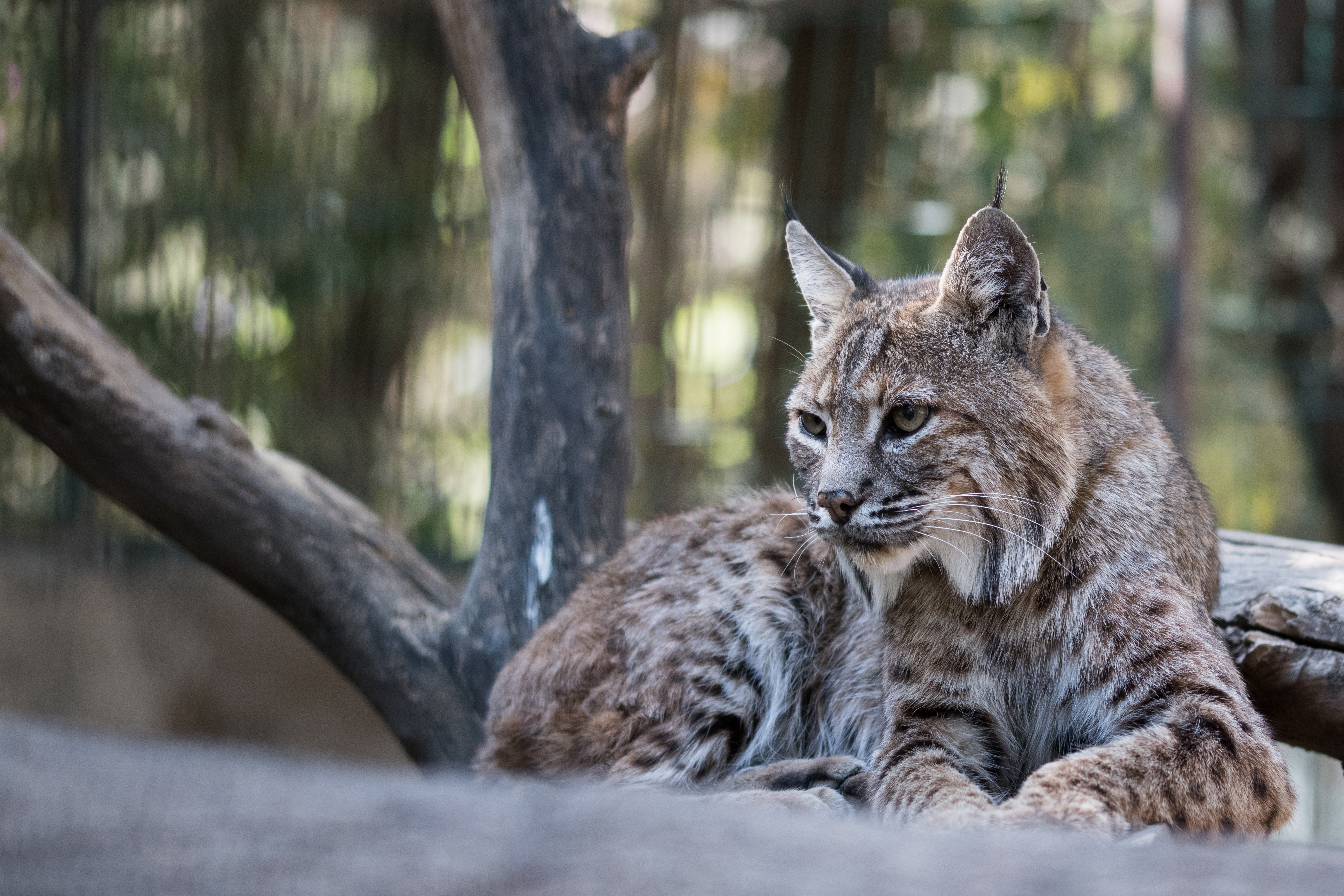 Descarga gratis la imagen Lince, Gatos, Animales en el escritorio de tu PC