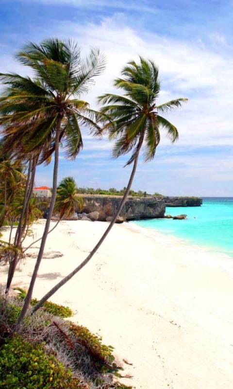 Download mobile wallpaper Beach, Horizon, Ocean, Earth, Tropical, Barbados, Palm Tree for free.