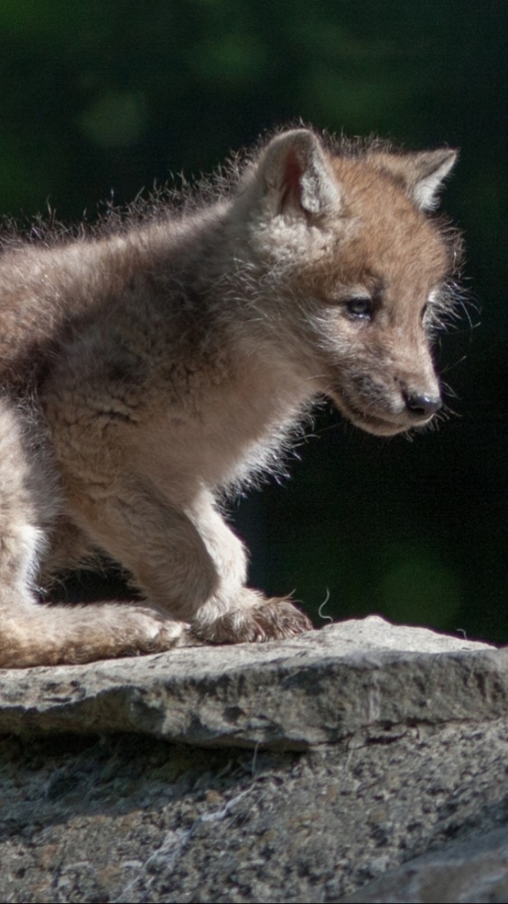 Descarga gratuita de fondo de pantalla para móvil de Animales, Lobo, Wolves.