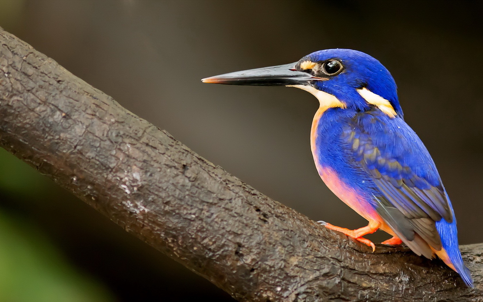 Free download wallpaper Bird, Animal, Kingfisher on your PC desktop