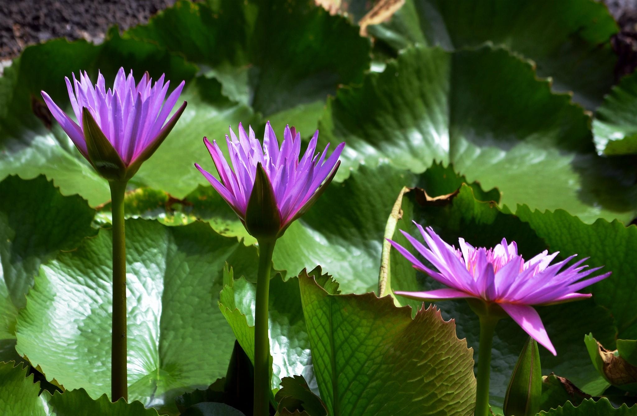 flowers, leaves, water lilies, shine, light, close up Full HD