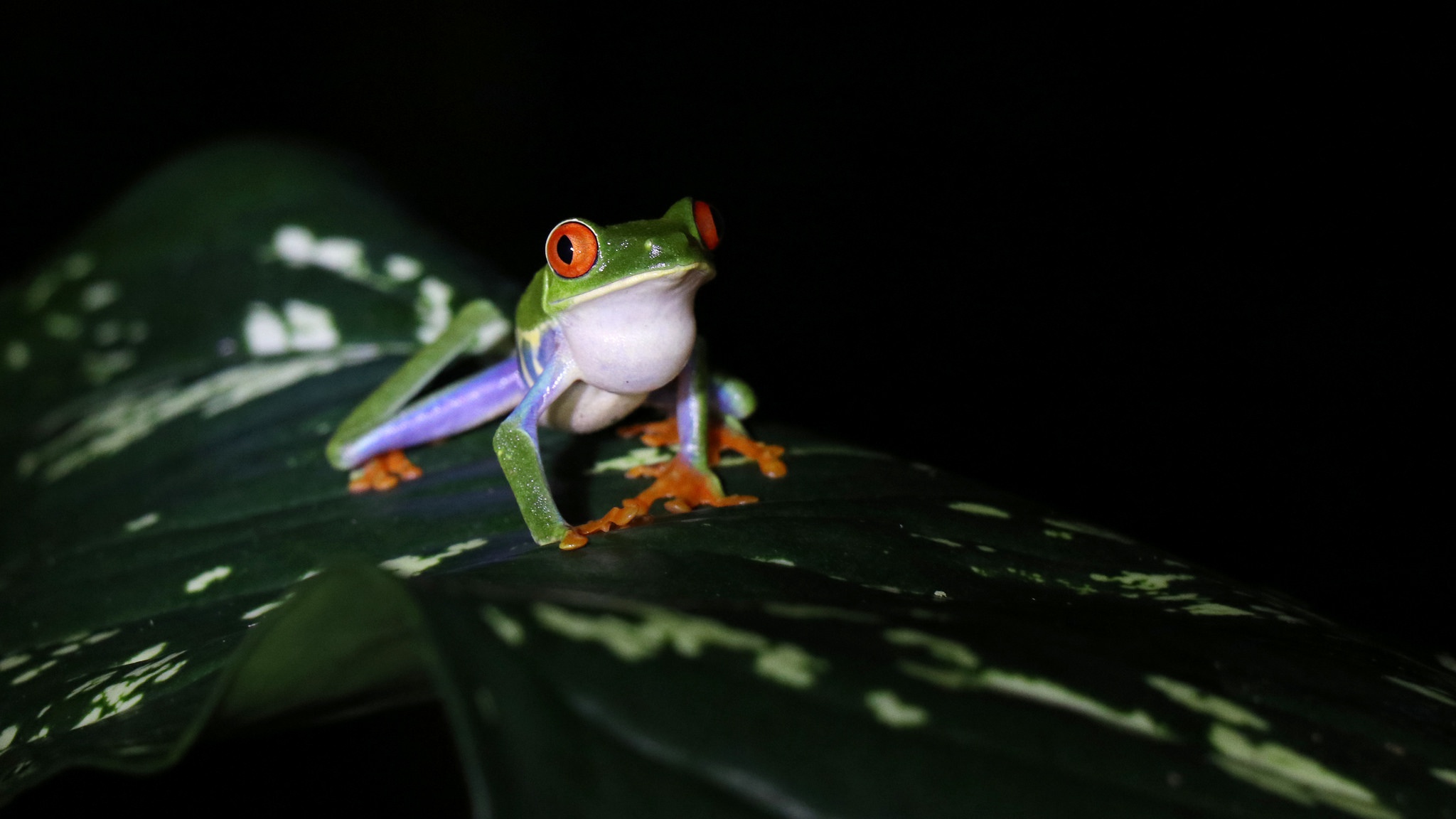 Download mobile wallpaper Frogs, Animal, Frog, Amphibian, Red Eyed Tree Frog for free.