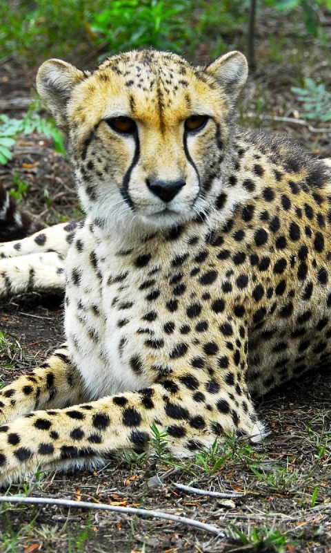 Download mobile wallpaper Cats, Cheetah, Animal for free.