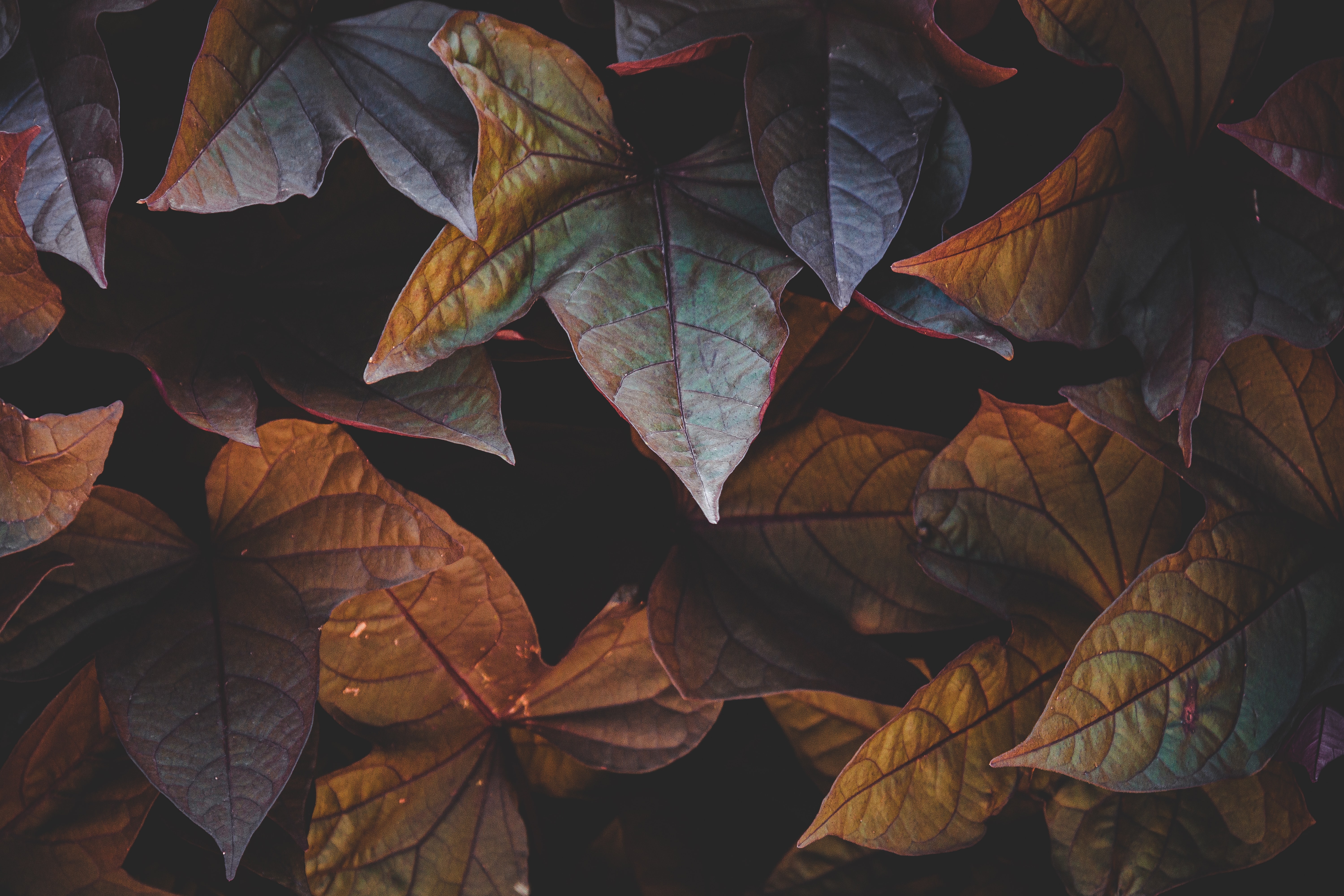 Free download wallpaper Cinnamon, Plant, Leaves, Dark on your PC desktop