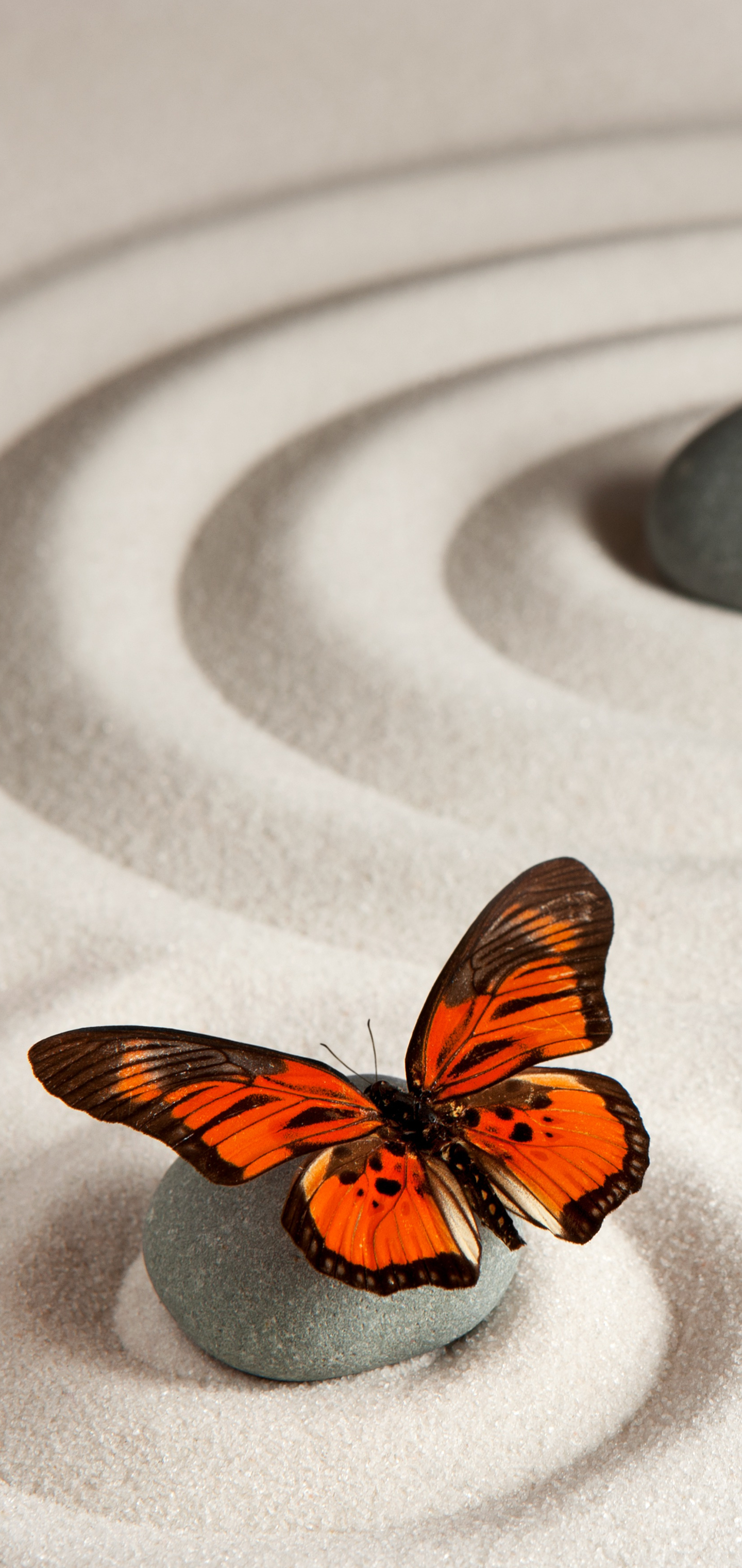 無料モバイル壁紙動物, 蝶, 砂, 禅, オオカバマダラをダウンロードします。