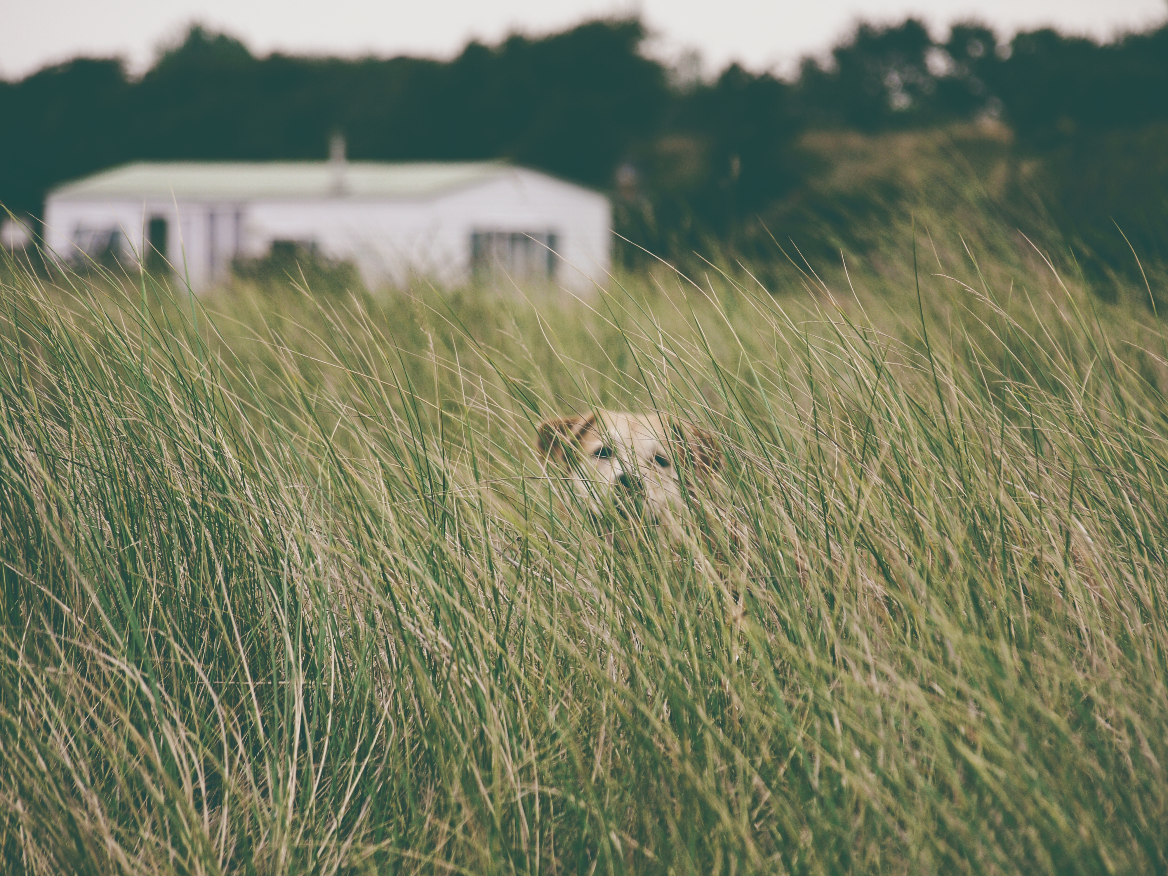 Download mobile wallpaper Head, Dog, Pet, Animals, Grass for free.
