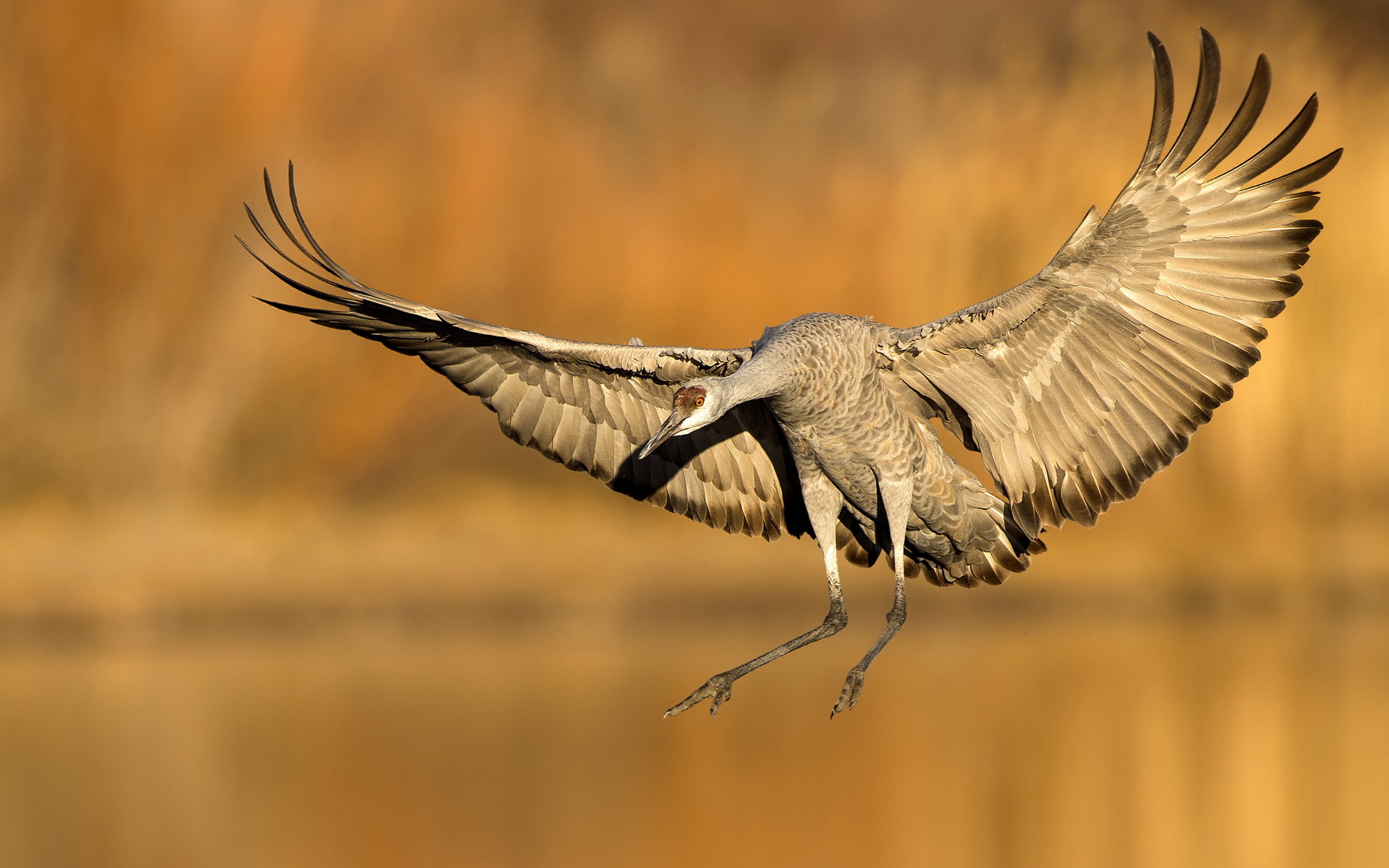 Descarga gratuita de fondo de pantalla para móvil de Animales, Aves, Ave.