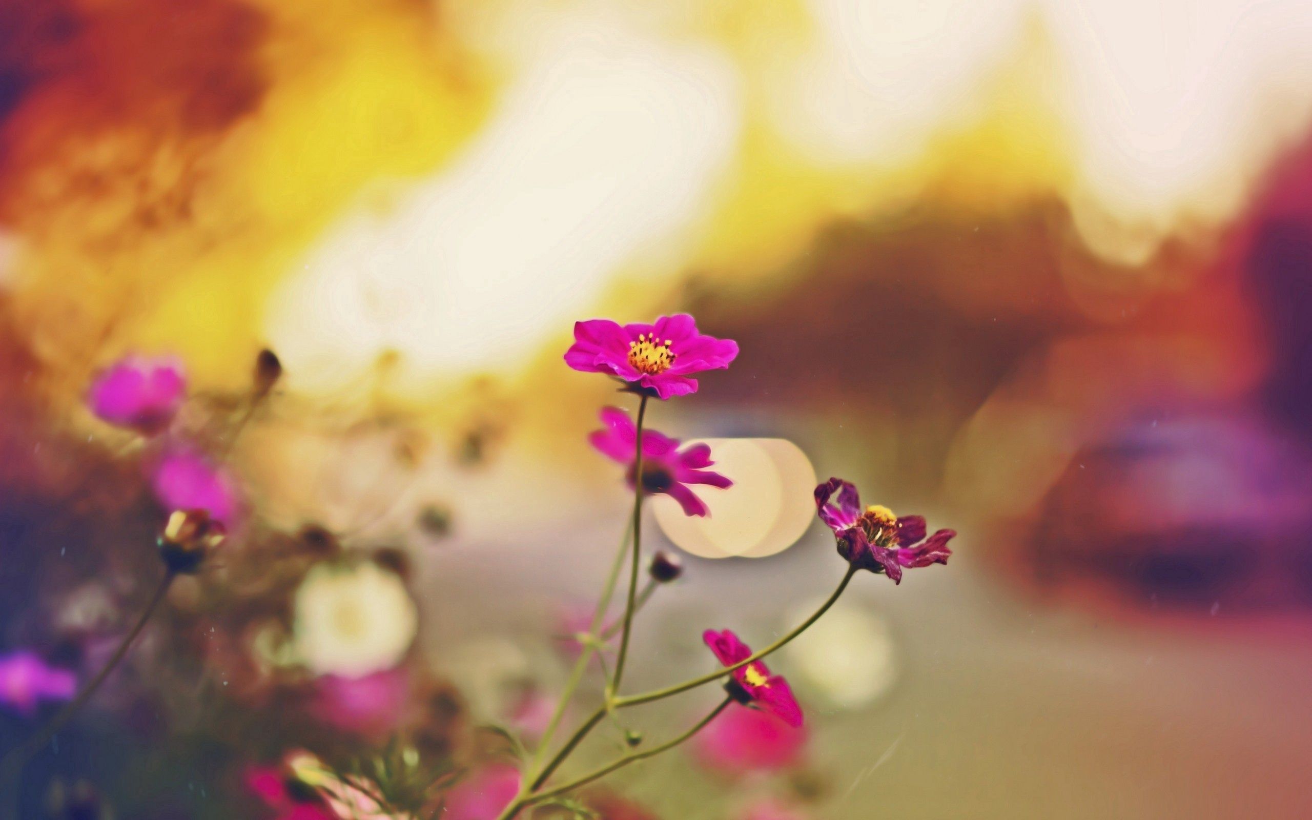 70612 Bildschirmschoner und Hintergrundbilder Blumen auf Ihrem Telefon. Laden Sie  Bilder kostenlos herunter