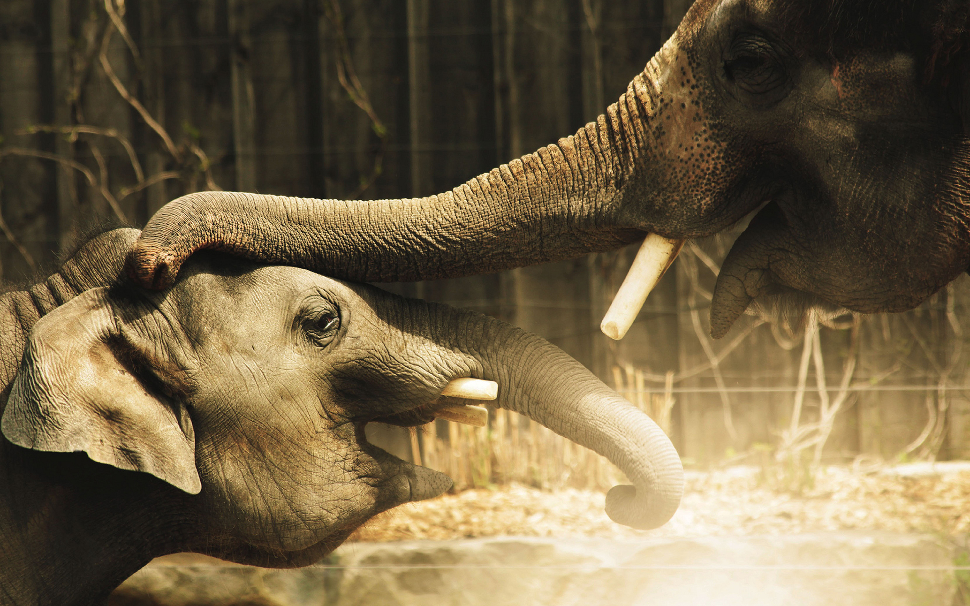 Free download wallpaper Asian Elephant, Elephants, Animal on your PC desktop