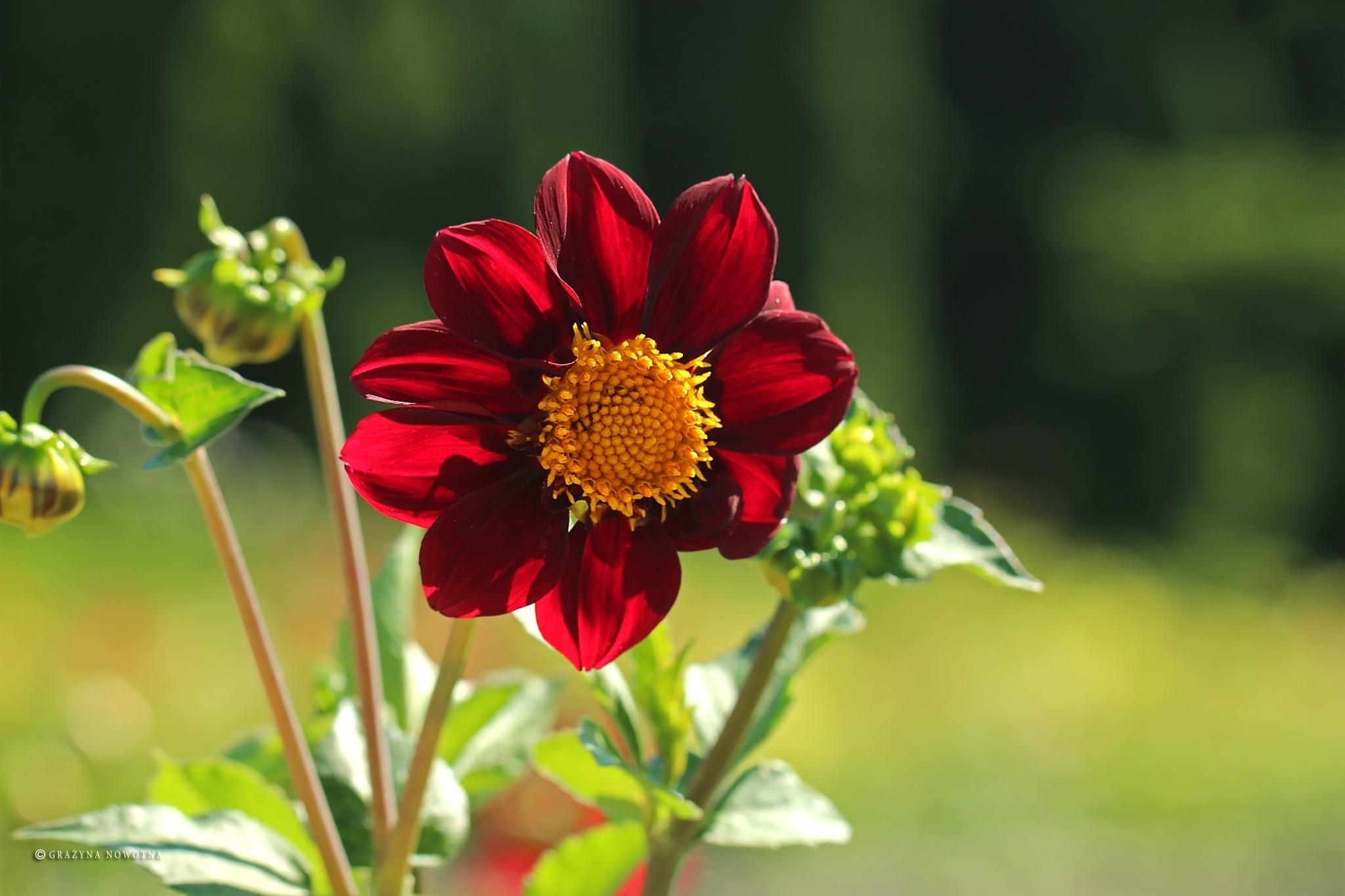 Laden Sie das Blumen, Blume, Nahansicht, Dahlien, Rote Blume, Erde/natur-Bild kostenlos auf Ihren PC-Desktop herunter