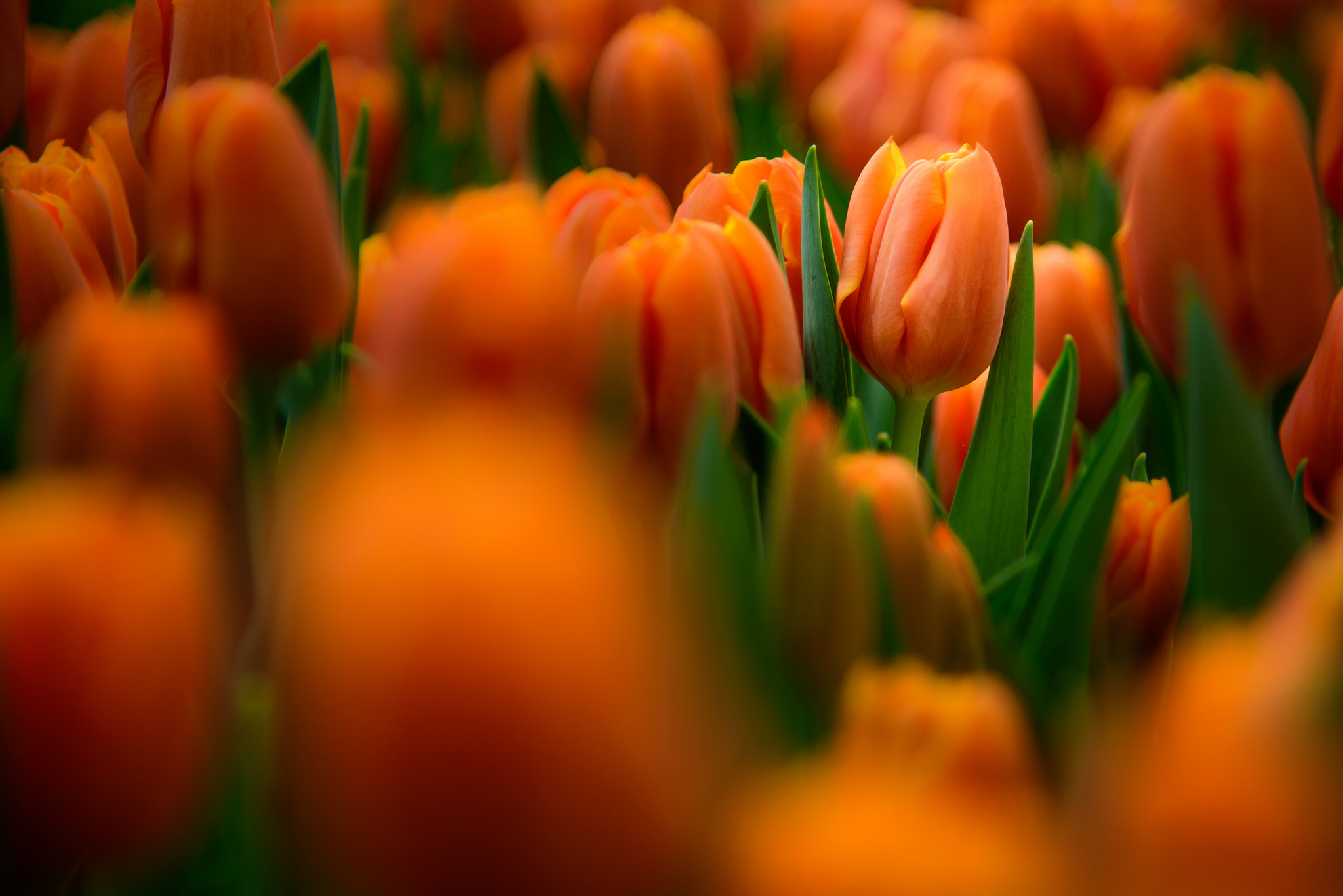 Download mobile wallpaper Nature, Flowers, Flower, Close Up, Earth, Tulip, Orange Flower for free.