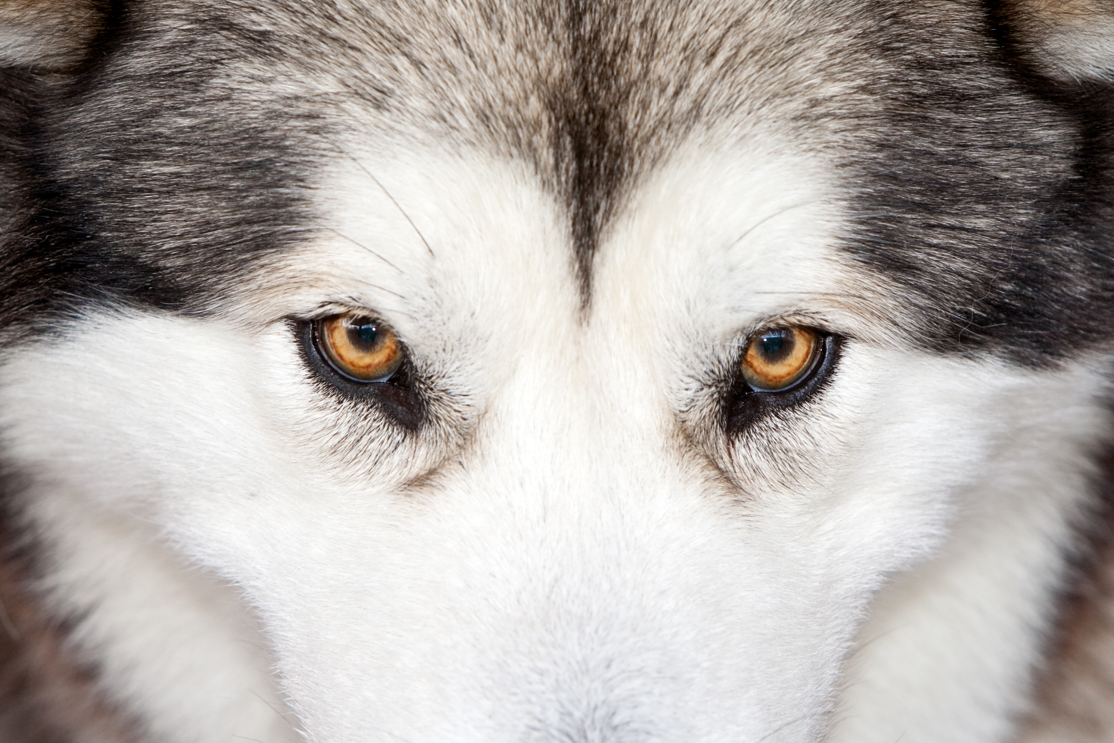 Free download wallpaper Dogs, Animal, Husky on your PC desktop