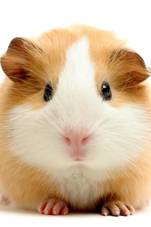 Download mobile wallpaper Animal, Guinea Pig, Cute, Mammal for free.
