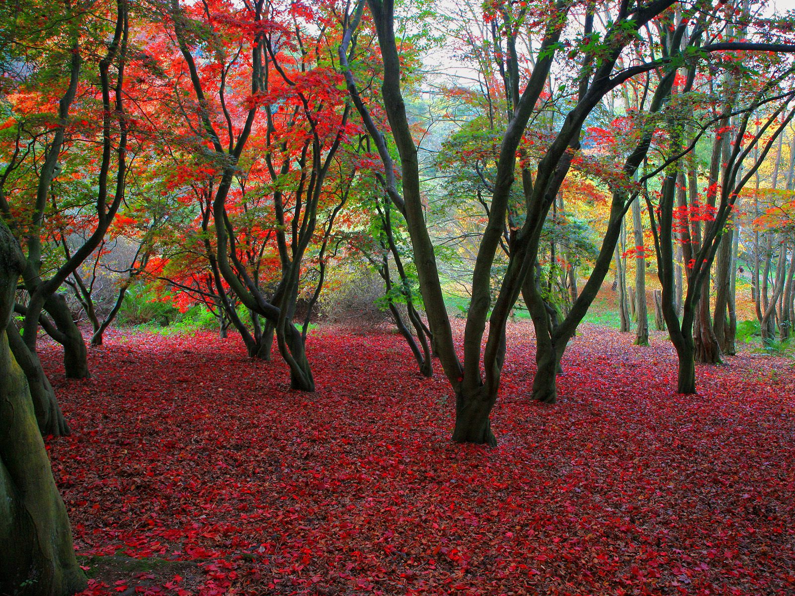 1077150 descargar imagen hoja, tierra/naturaleza, otoño, árbol: fondos de pantalla y protectores de pantalla gratis