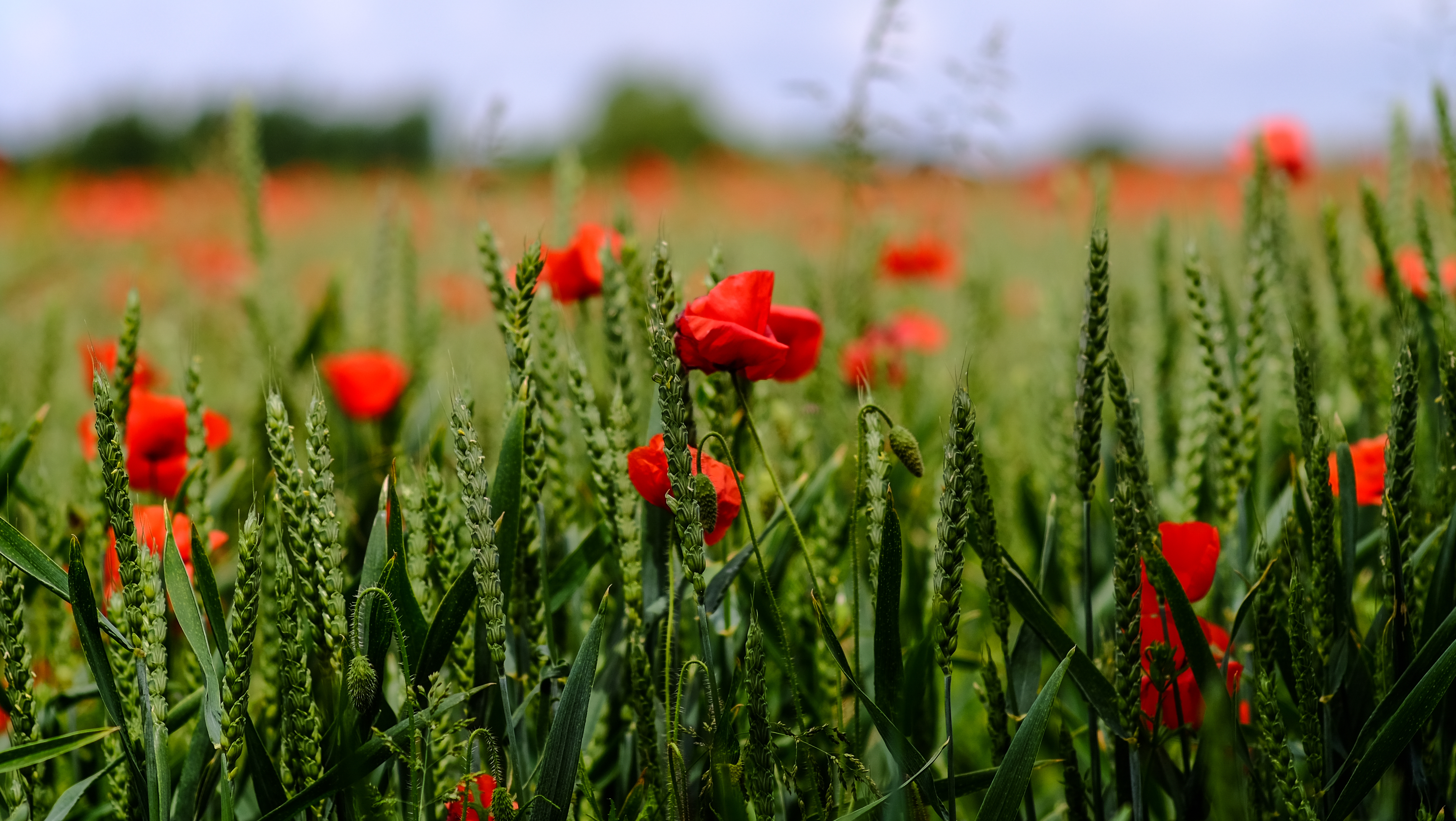 Free download wallpaper Flowers, Grass, Poppy, Field on your PC desktop