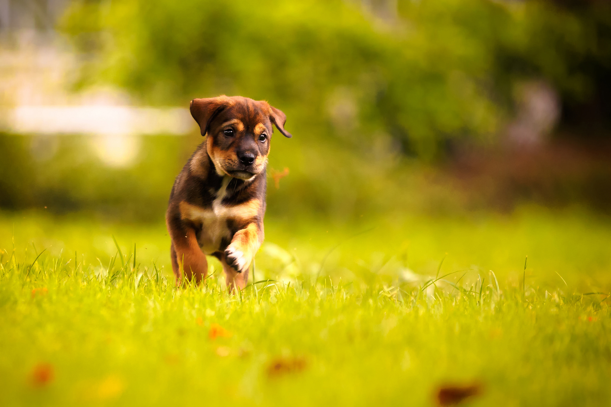 Baixar papel de parede para celular de Animais, Cães, Cão, Filhote gratuito.