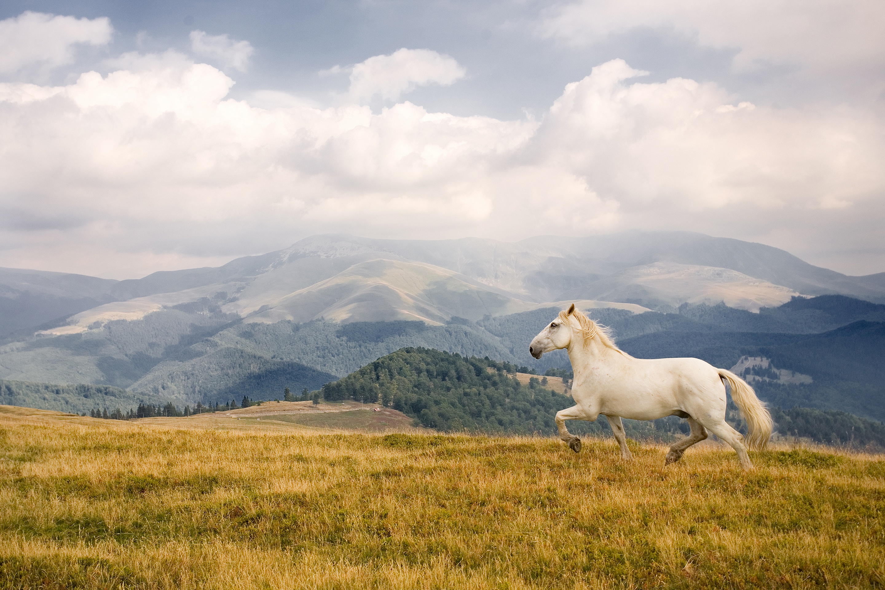 Téléchargez gratuitement l'image Animaux, Paysage, Cheval sur le bureau de votre PC