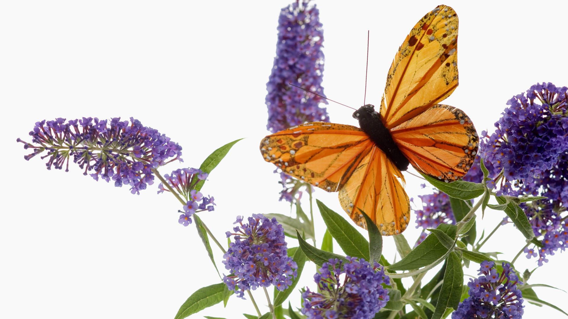 Free download wallpaper Flower, Butterfly, Animal, Purple Flower on your PC desktop