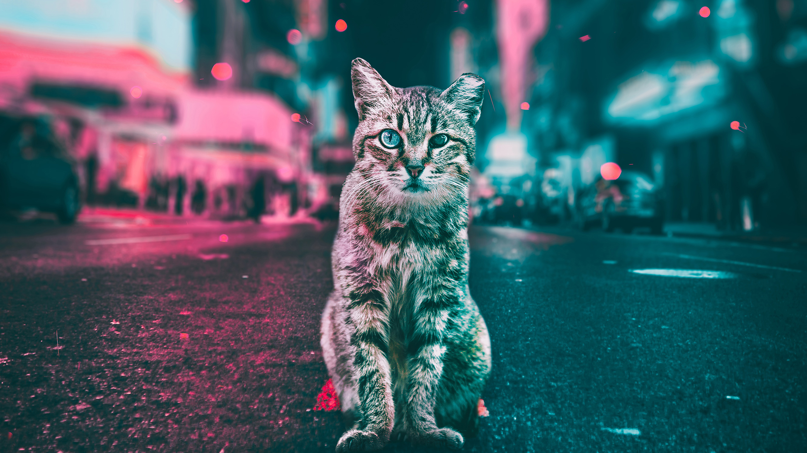 Free download wallpaper Cats, Light, Road, Cat, Animal on your PC desktop