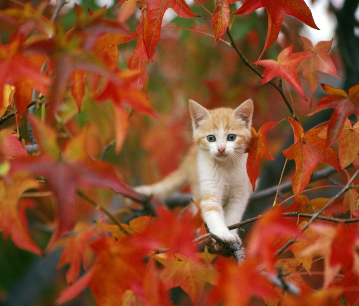 Download mobile wallpaper Cats, Cat, Kitten, Leaf, Fall, Animal, Baby Animal for free.