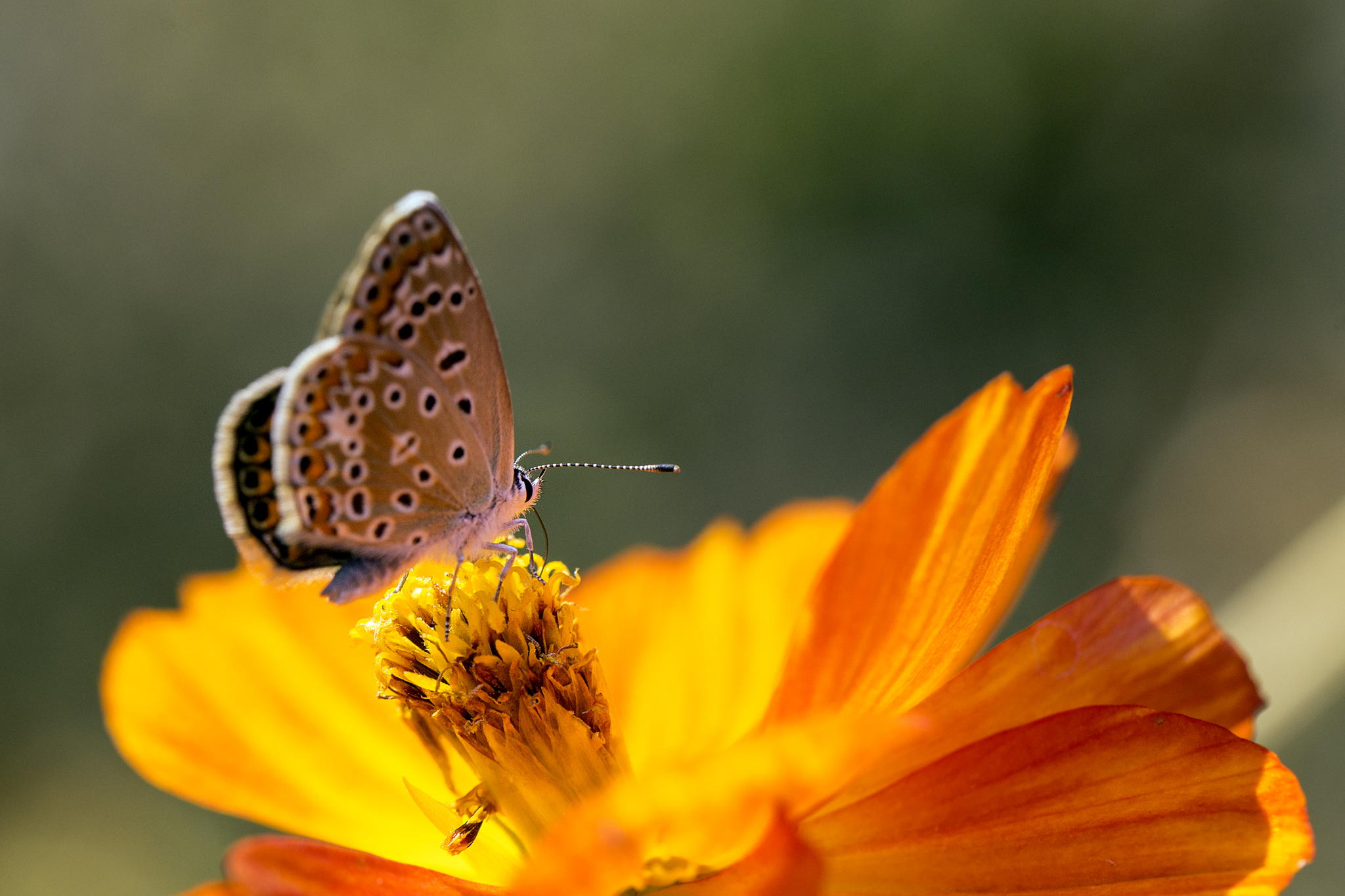 Descarga gratis la imagen Animales, Flor, Insecto, Mariposa, Flor Amarilla, Macrofotografía en el escritorio de tu PC