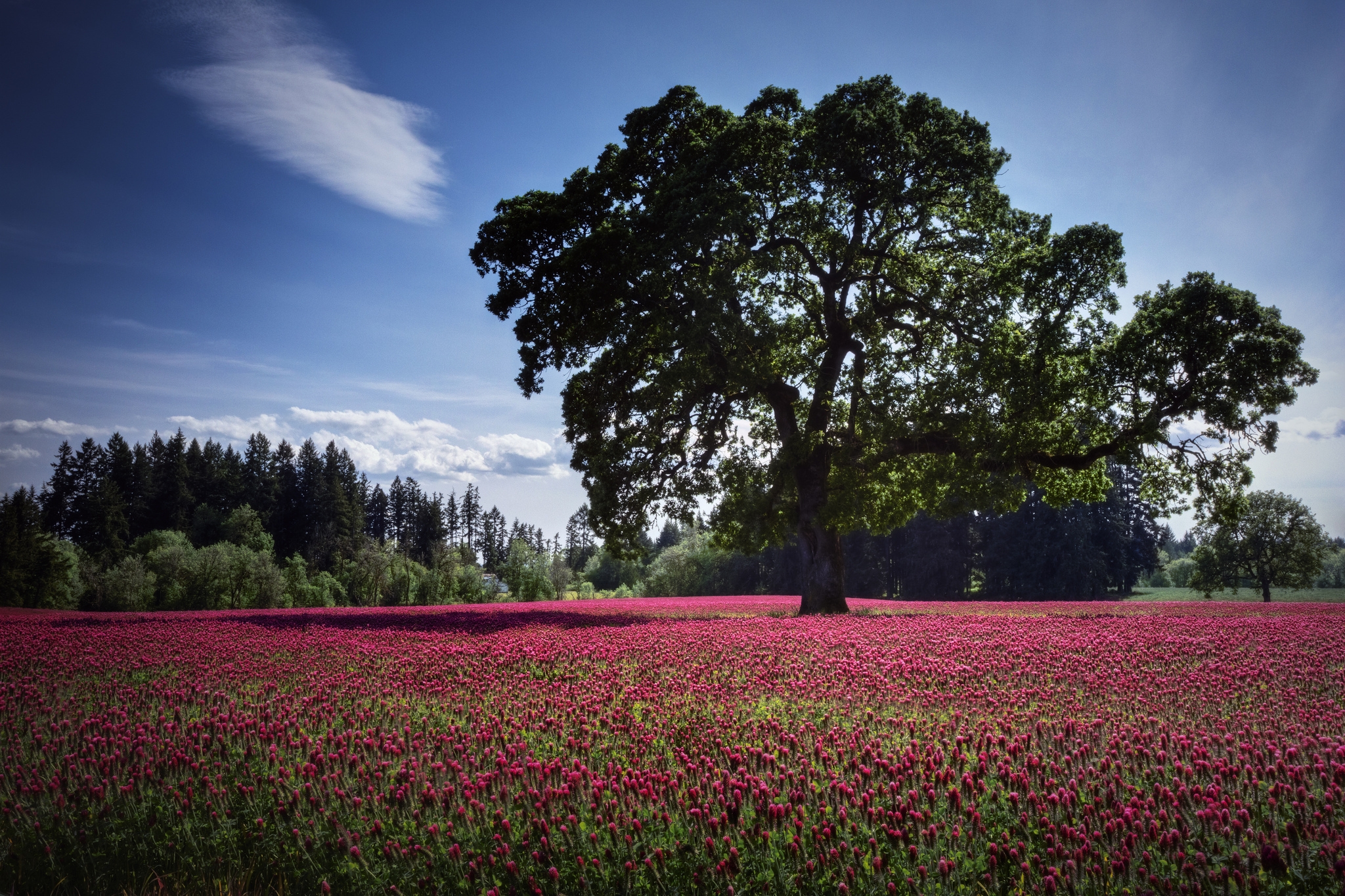 Download mobile wallpaper Field, Wood, Polyana, Glade, Cloud, Tree, Flowers, Landscape, Nature, Pink for free.