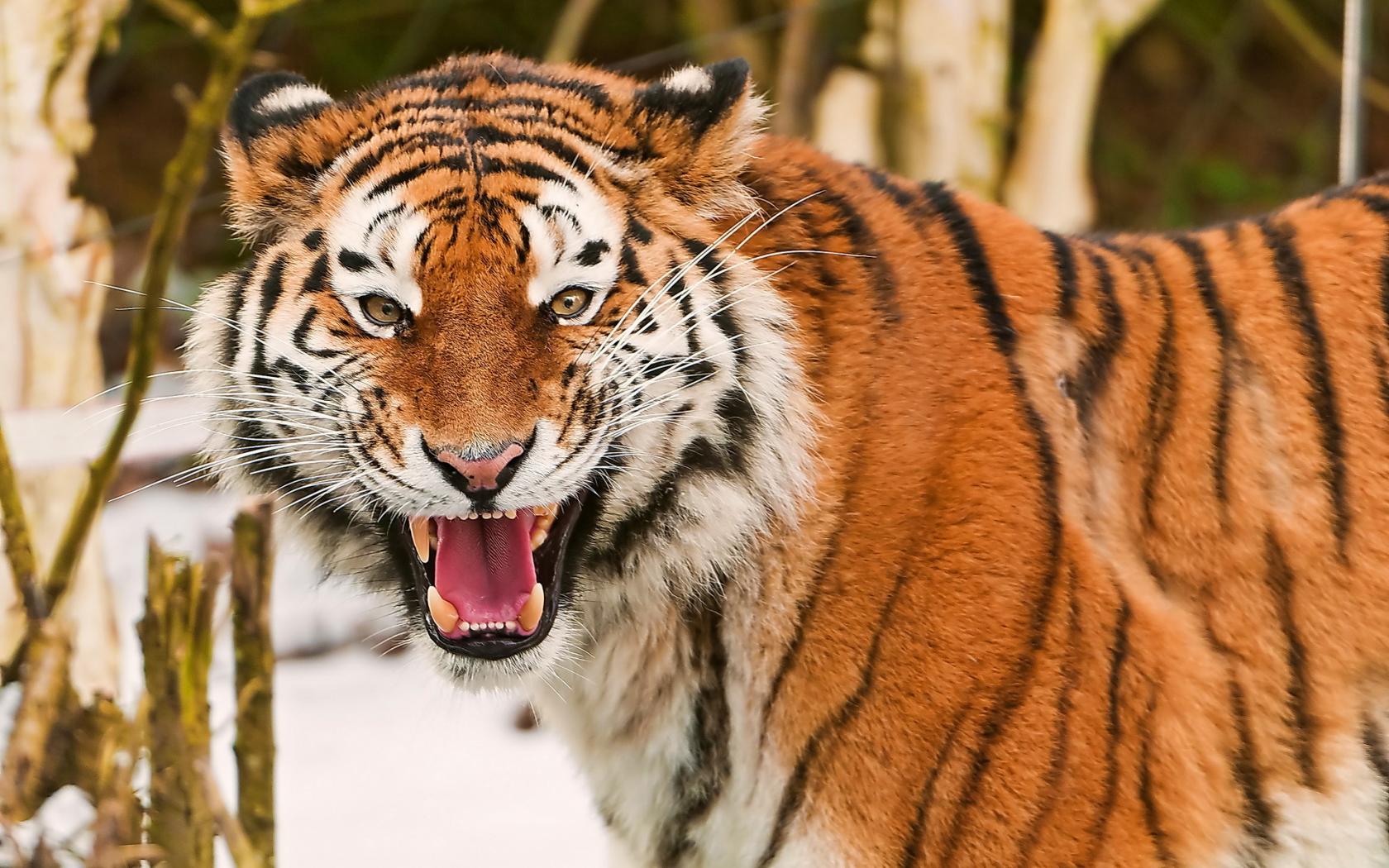 Téléchargez des papiers peints mobile Animaux, Tigre gratuitement.