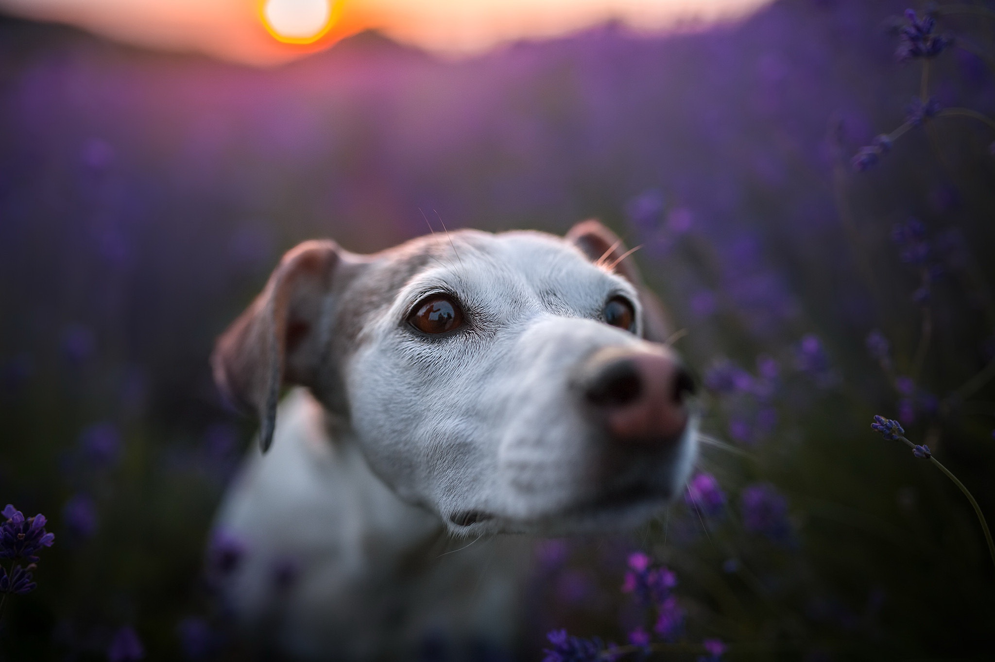 Handy-Wallpaper Tiere, Hunde, Hund kostenlos herunterladen.