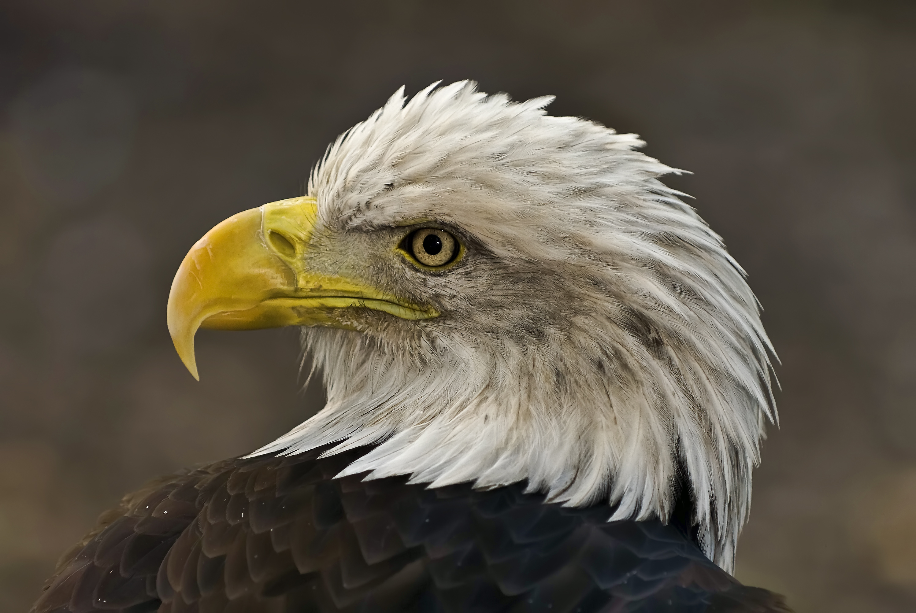 Descarga gratuita de fondo de pantalla para móvil de Águila, Aves, Animales.