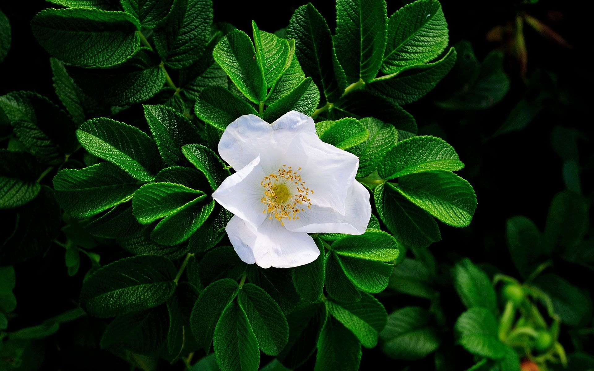 Laden Sie das Blumen, Blume, Erde/natur-Bild kostenlos auf Ihren PC-Desktop herunter