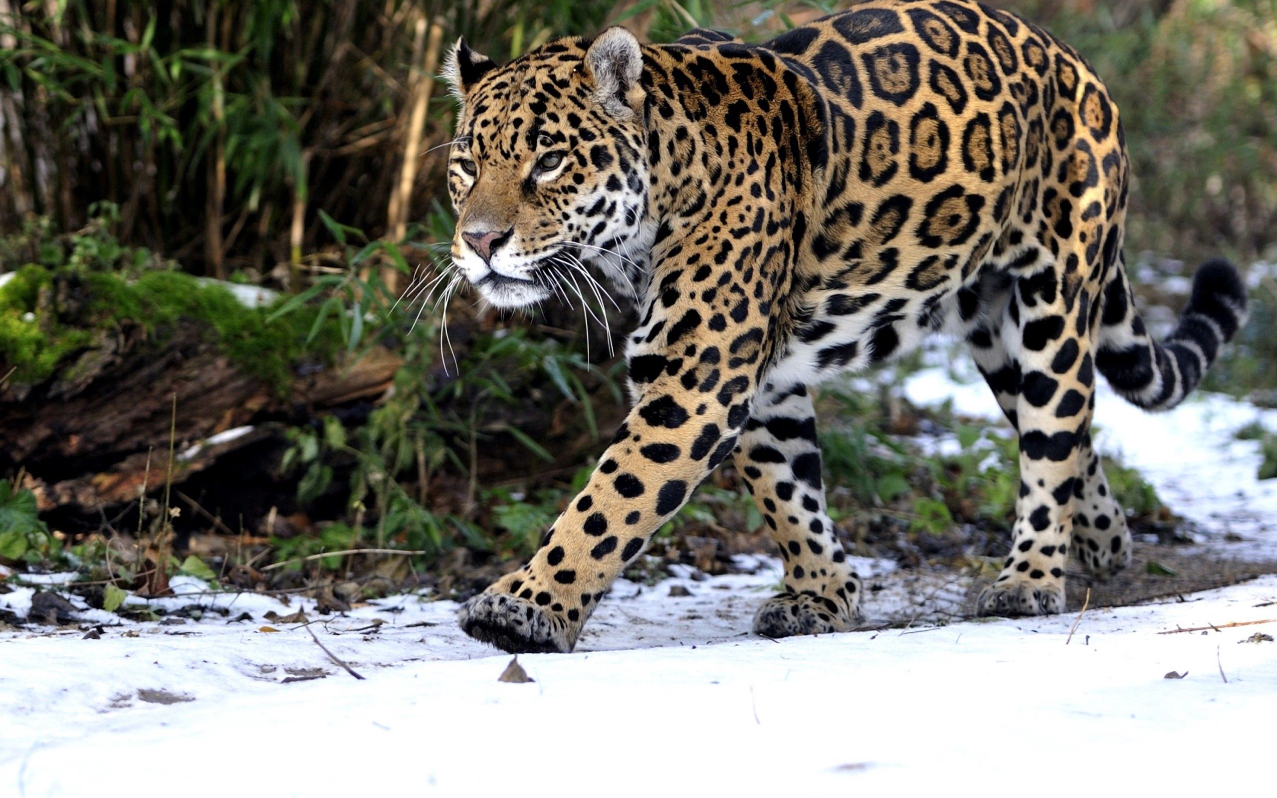 157561 Hintergrundbild herunterladen bummel, tiere, schnee, leopard, raubtier, predator, spaziergang - Bildschirmschoner und Bilder kostenlos