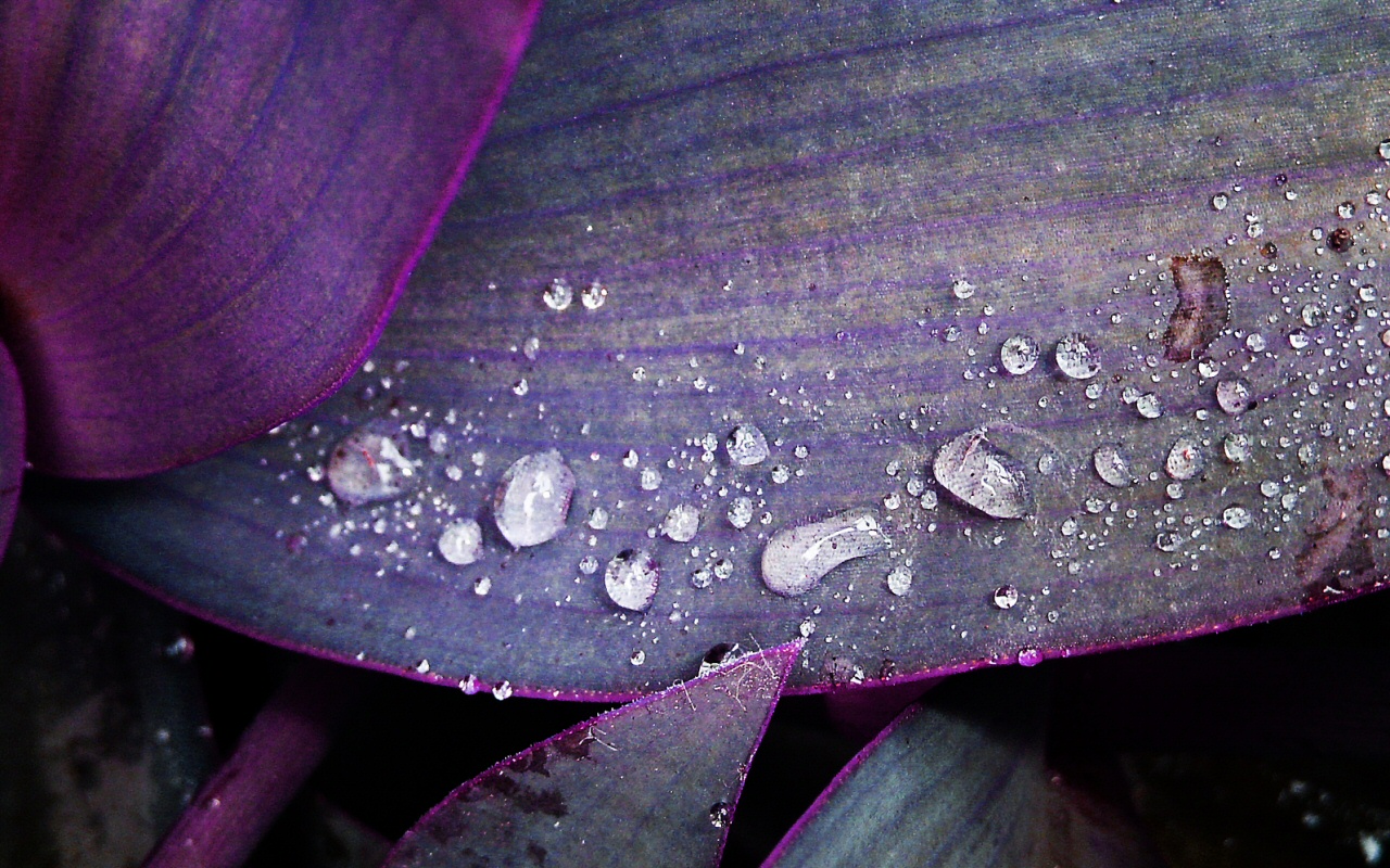 Baixar papel de parede para celular de Terra/natureza, Gota De Água gratuito.