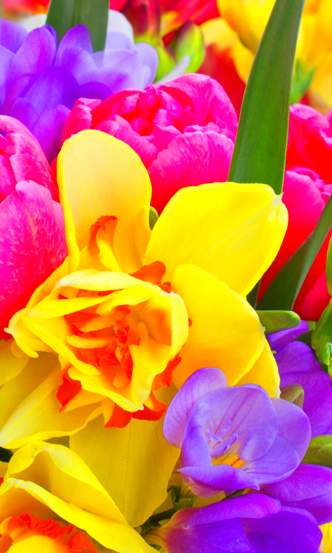 Download mobile wallpaper Flowers, Flower, Earth, Colors, Colorful, Yellow Flower, Purple Flower, Pink Flower for free.